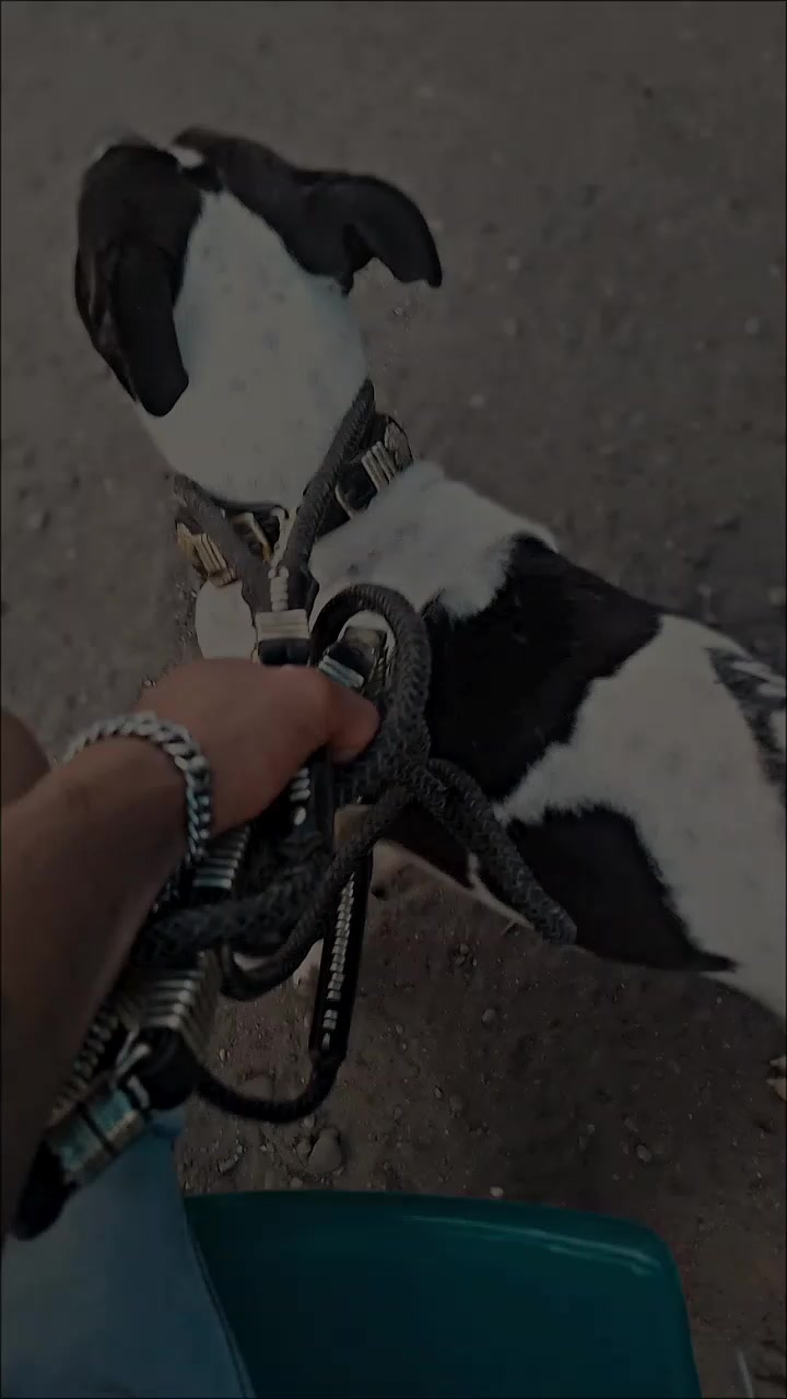 @👑ĐŌł4Ř-ŤÈ4M