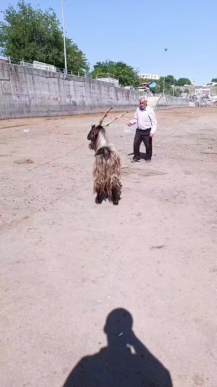 @Hebun Ayaz