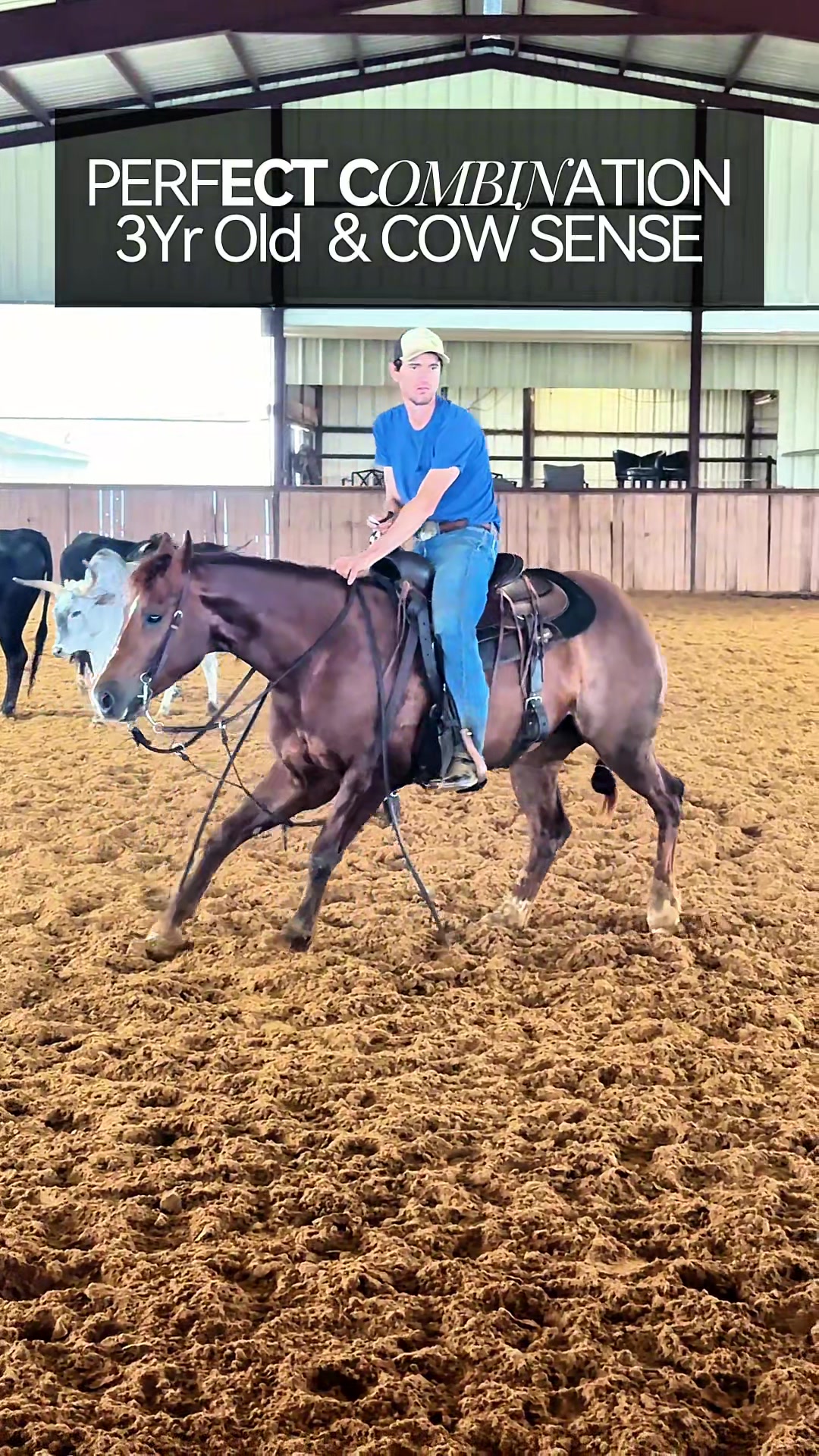@rtabogacuttinghorses