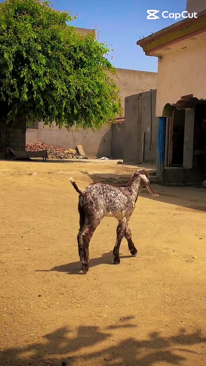 @ZAlN Gota Farm