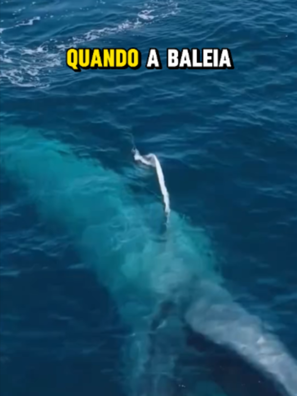 @Mundo dos Animais