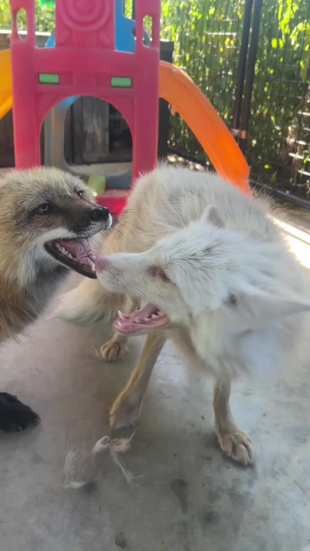 @Clevyr Creatures Fox Sanctuary
