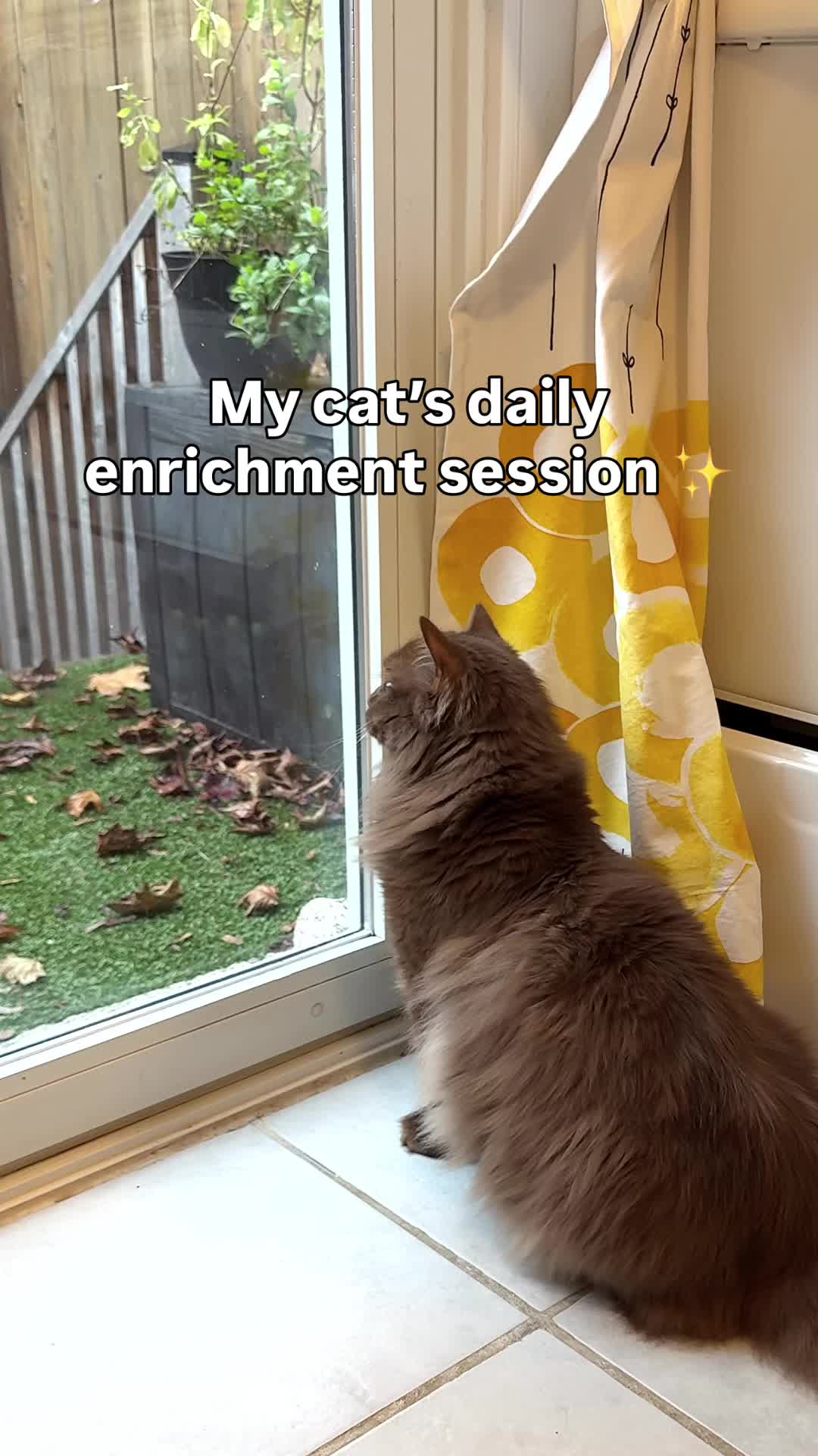 @Churro the Cinnamon Ragdoll 🤎