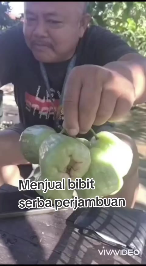 @Bibit khusus samarinda