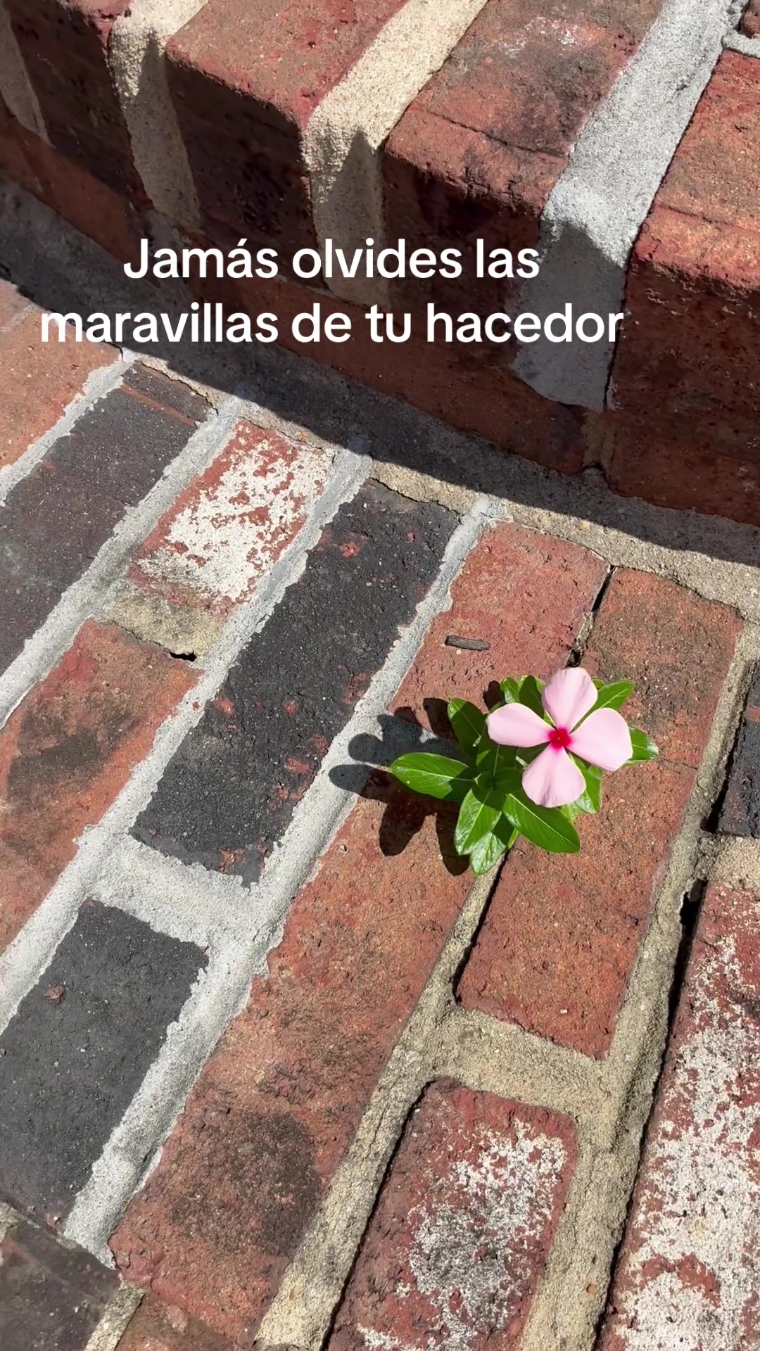 @Iris