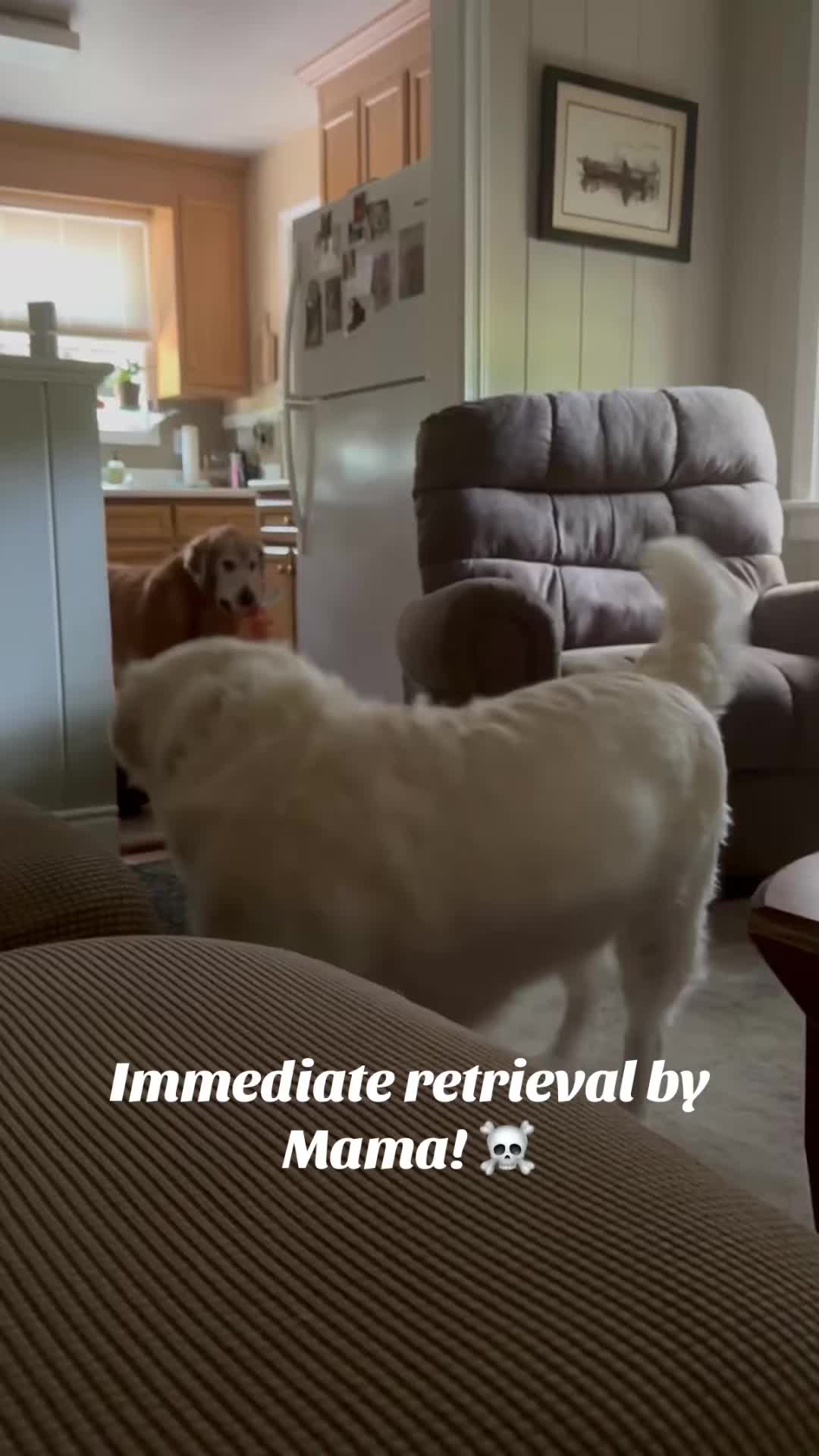 @lifewithduke2025