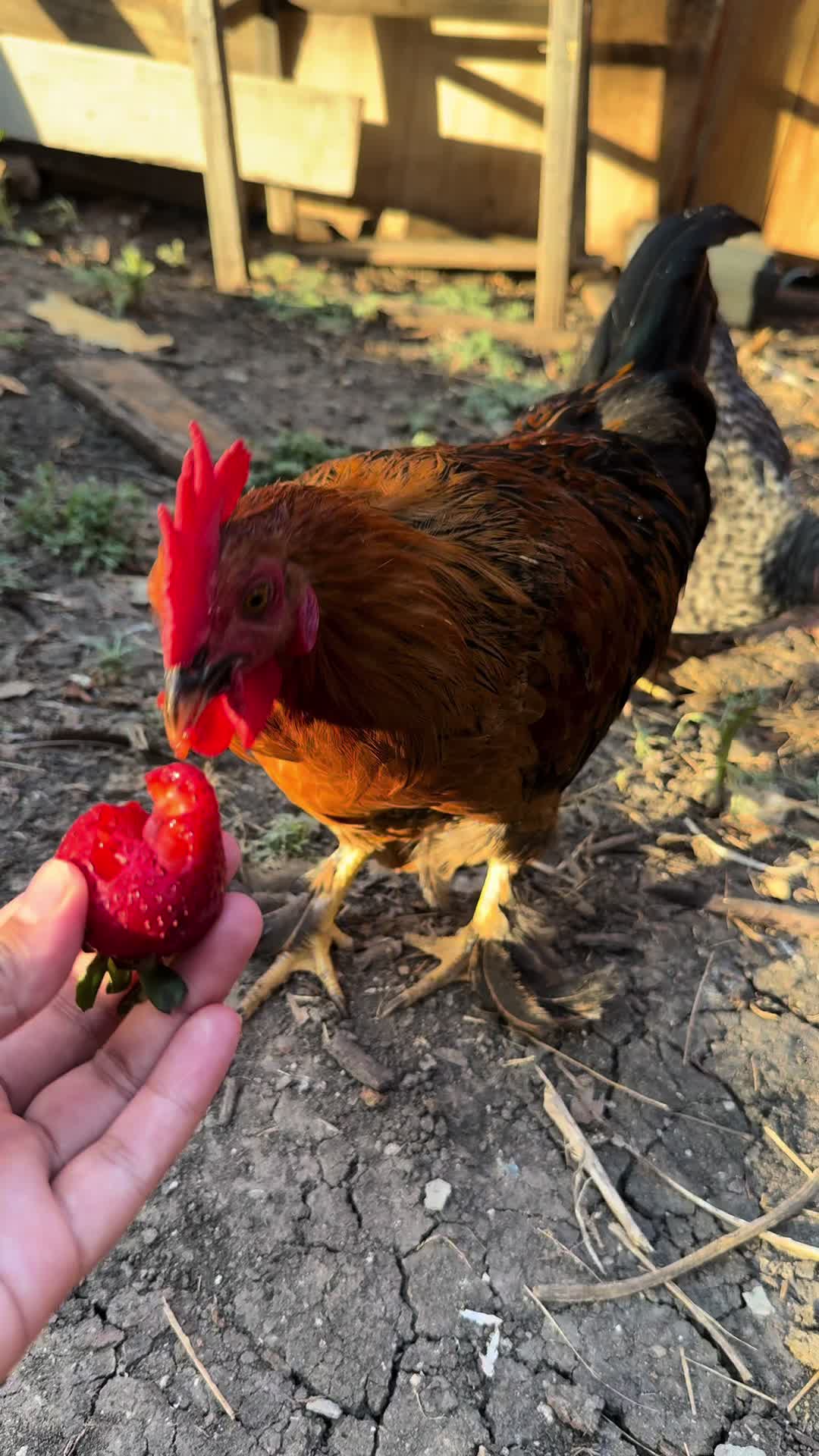 @mylovelychicken