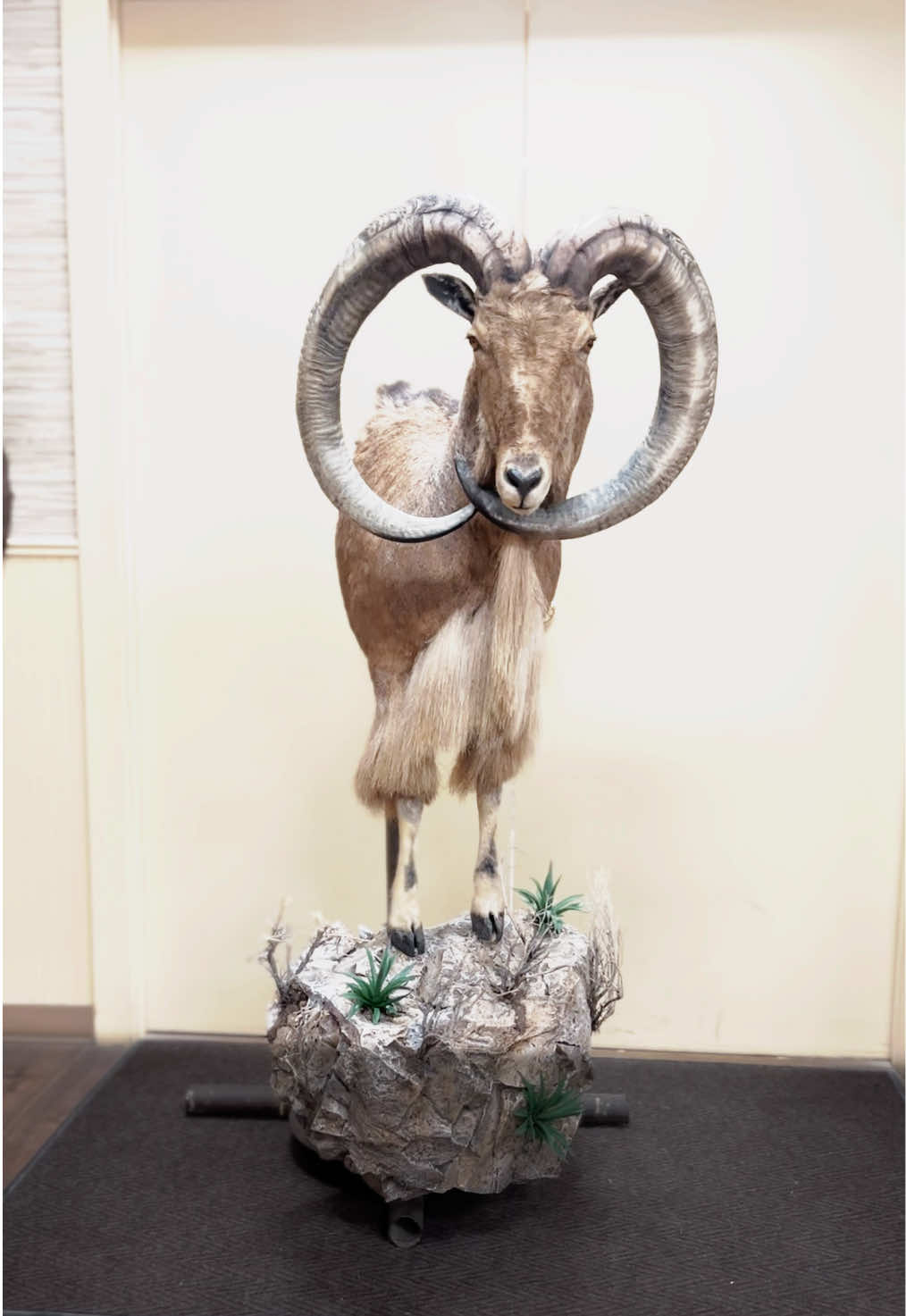 @Safari Studios