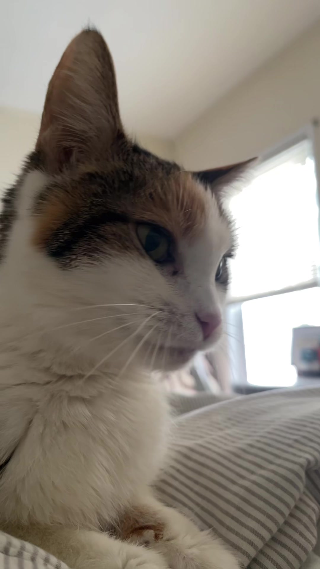 @pennyloafersmom