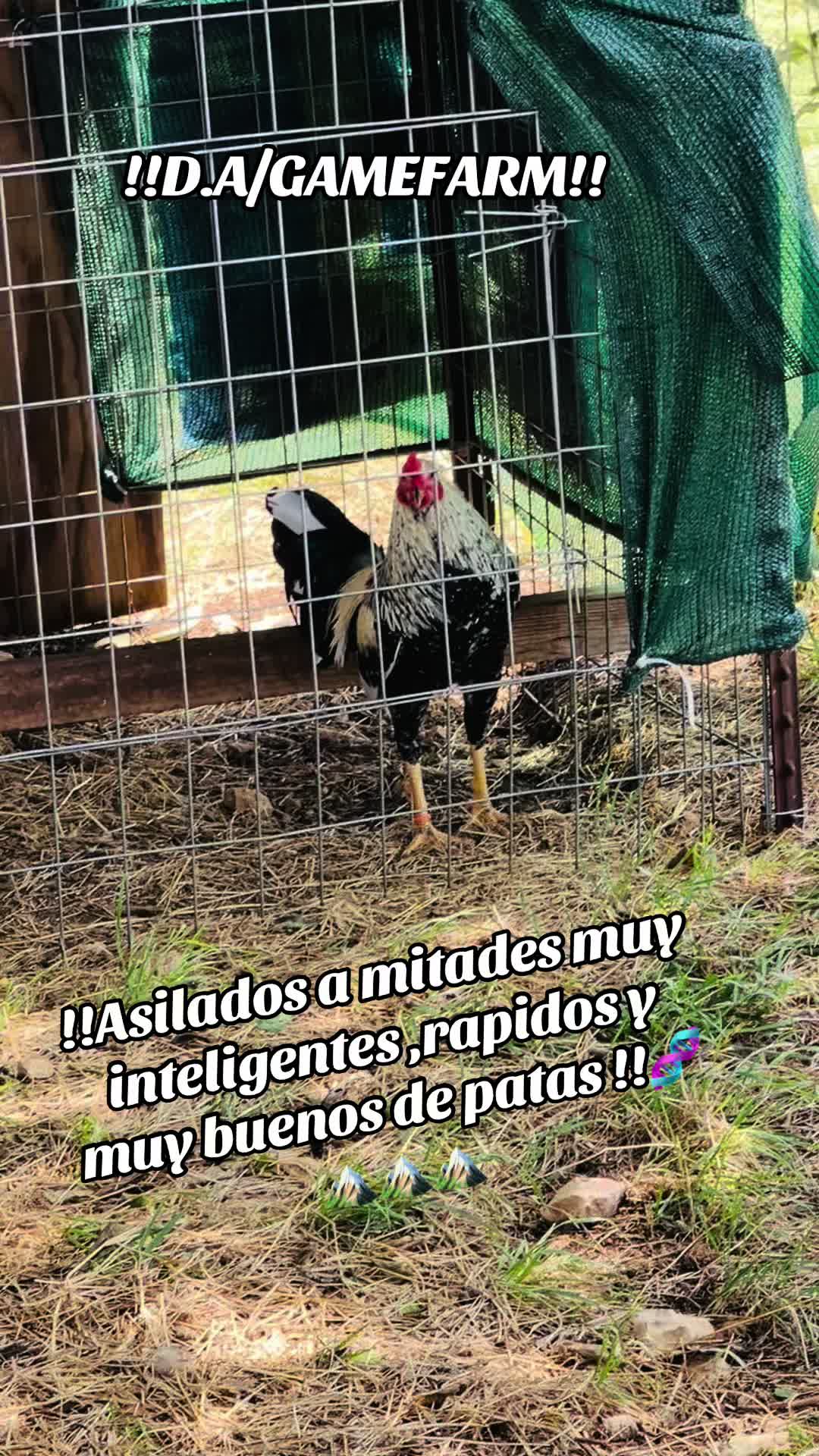 @DAgamefarm