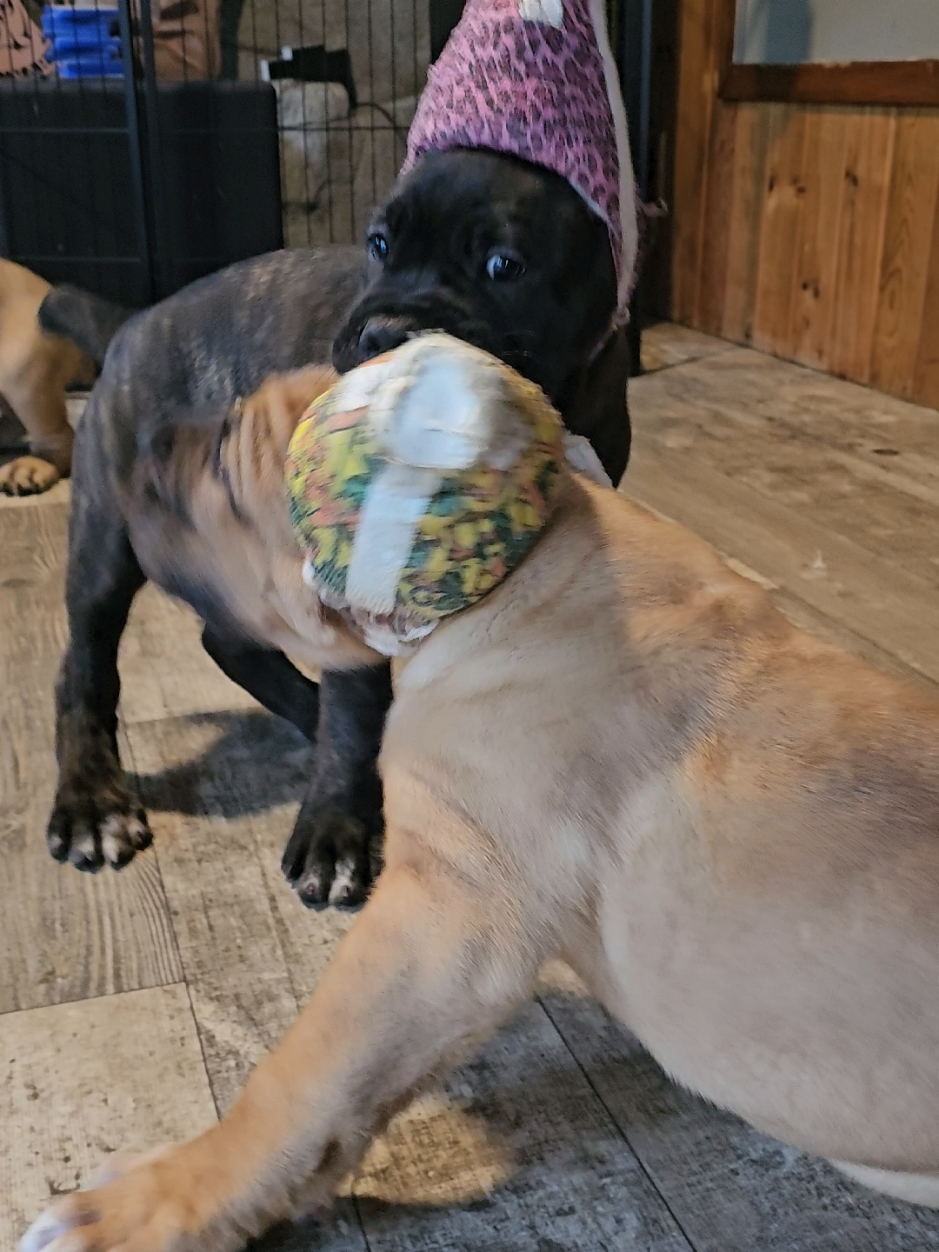 @SalmonCreekCaneCorso