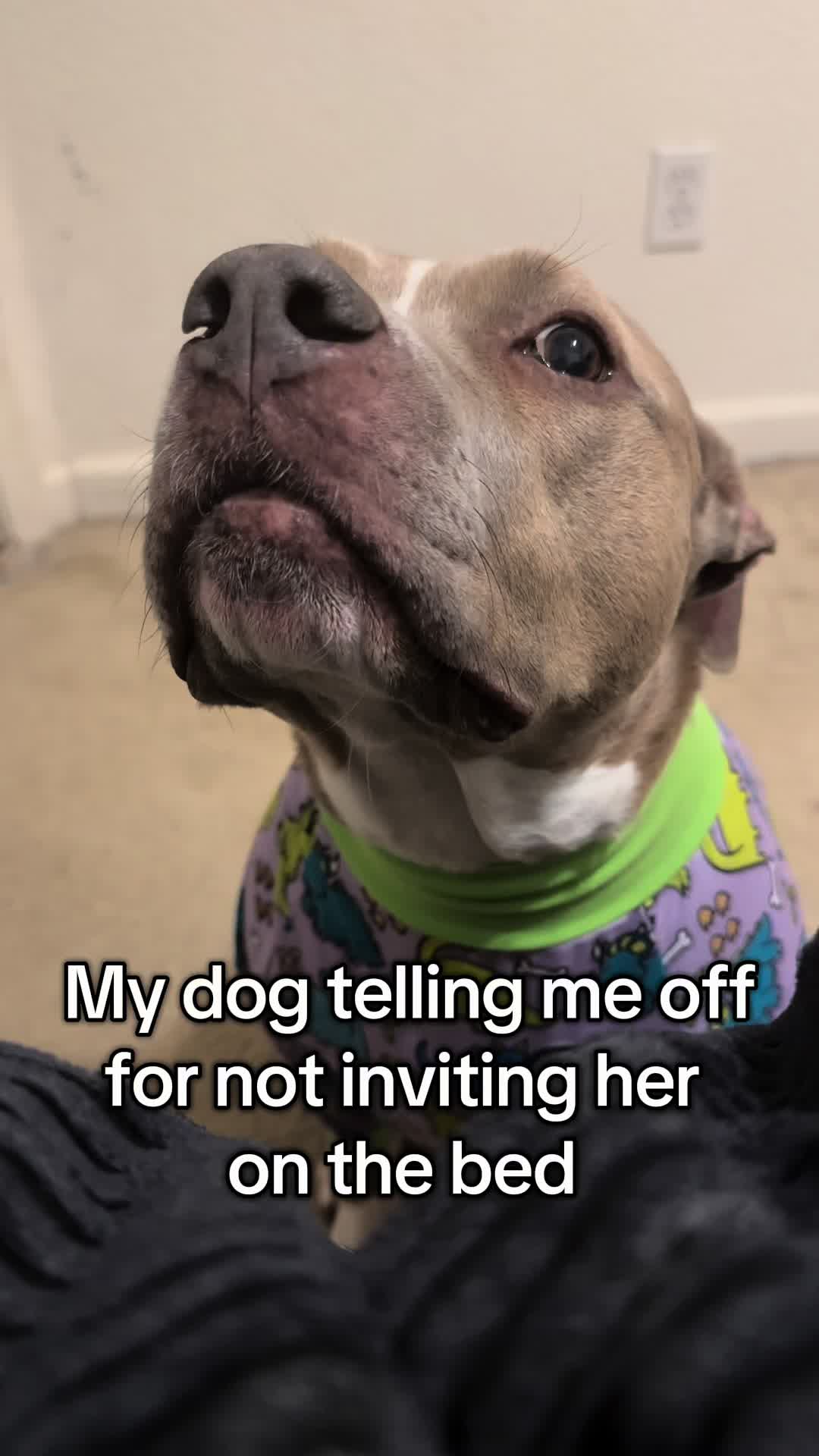 @Indie.pittie