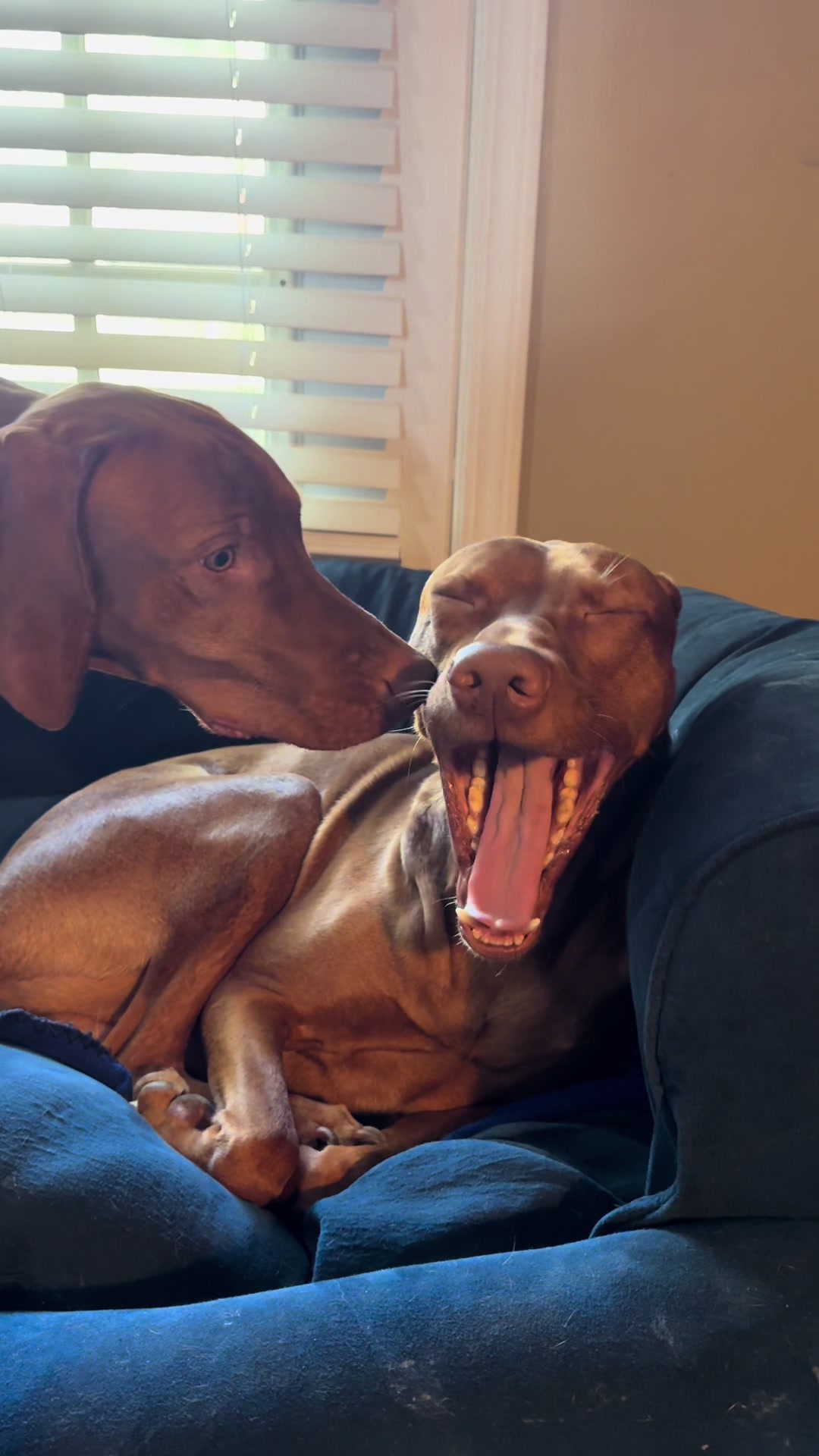 @Tycho the vizsla