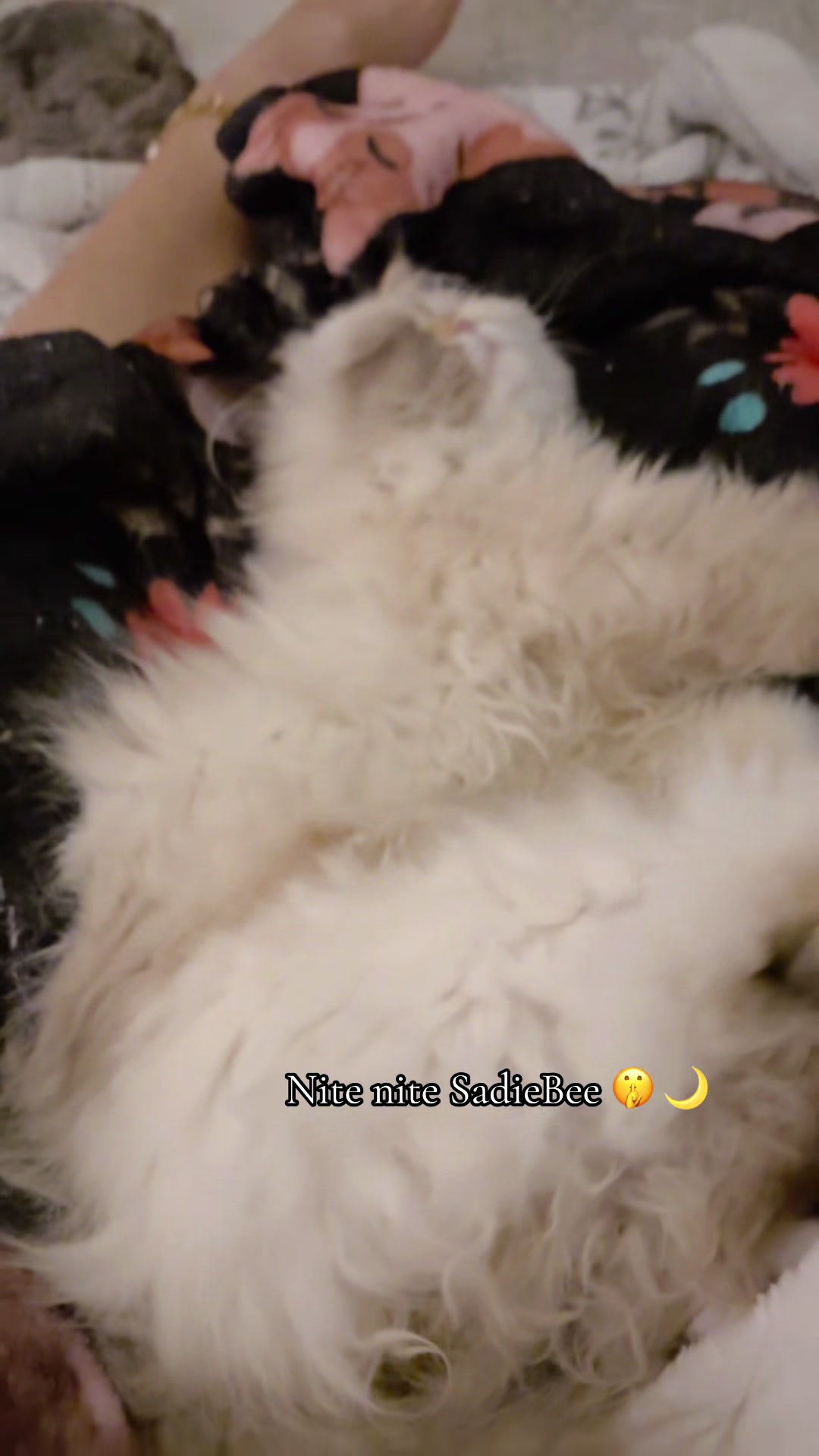 @𓃠Melissa’s𝟙𝟘LilFluffs𓃠