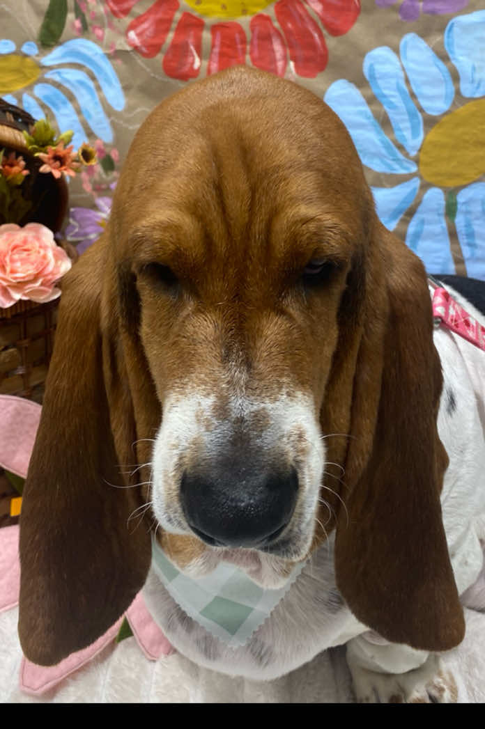 @baudelairethebasset