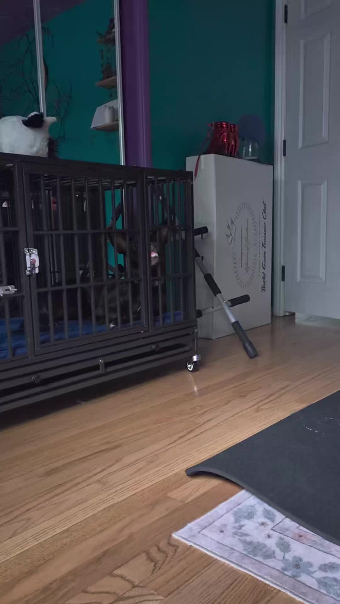 @zen8joi