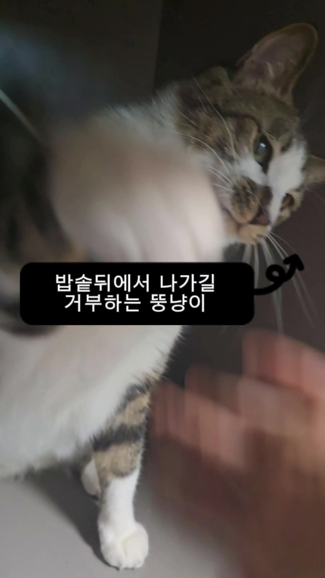 @재롬이와 재코