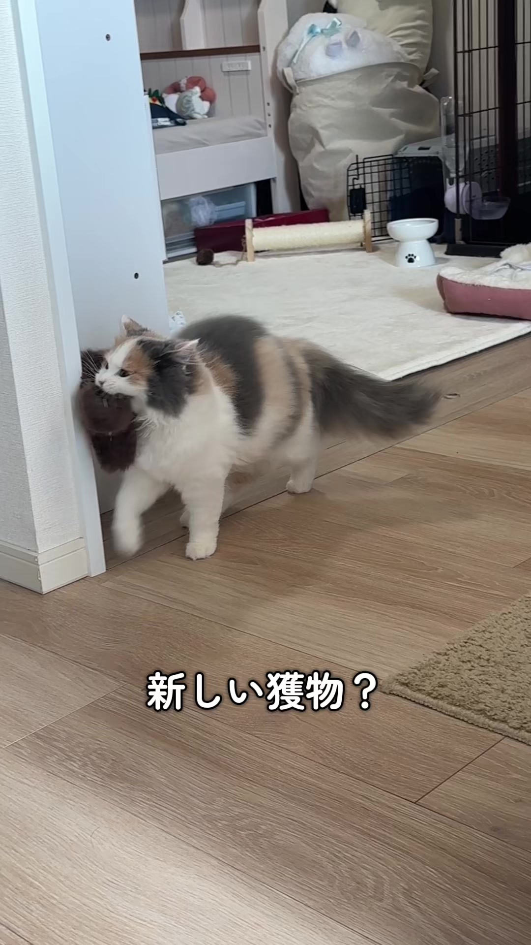 @ねこ日記
