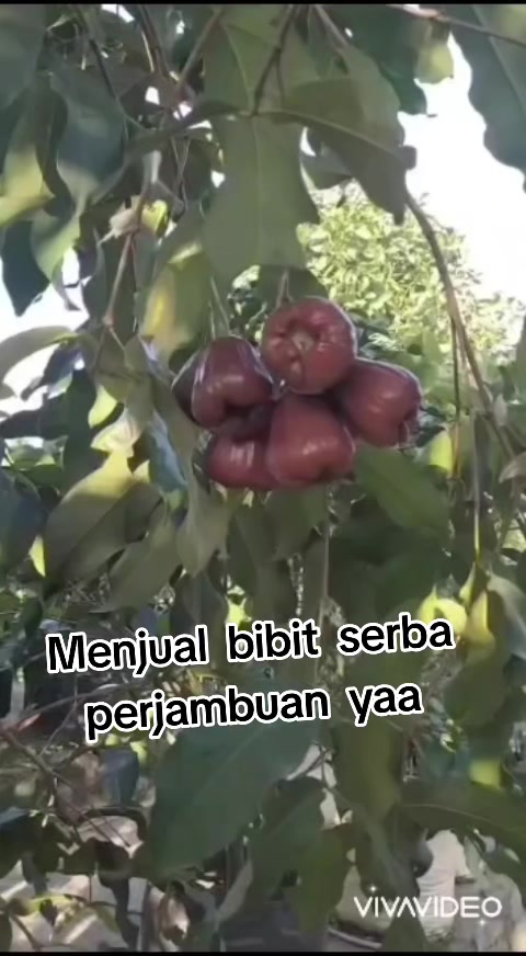 @Bibit khusus samarinda
