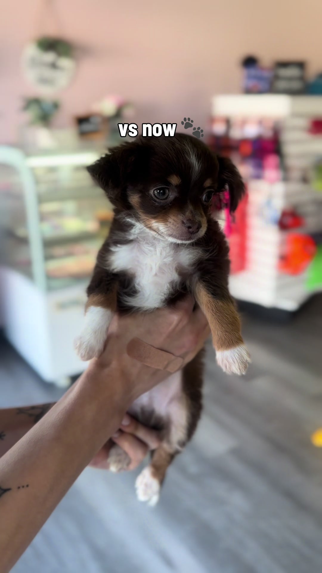 @Furry Babies