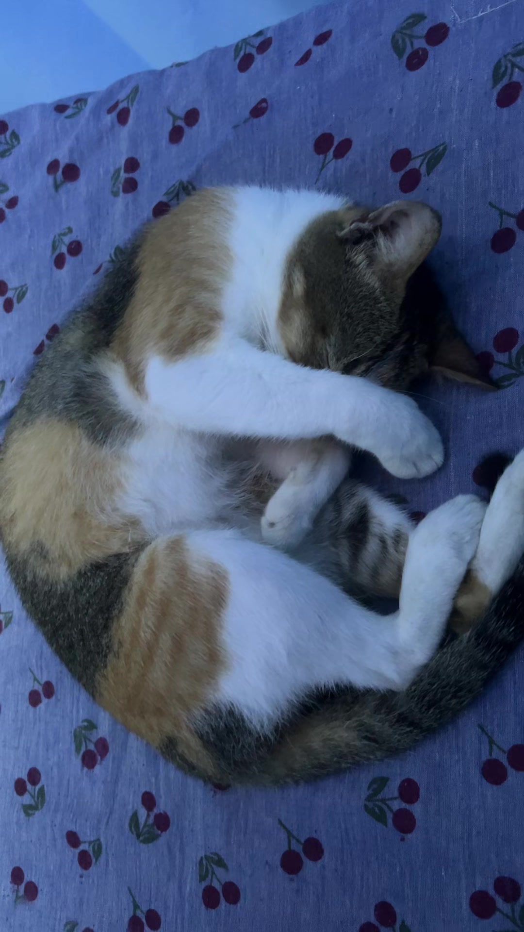 @Me & Meow