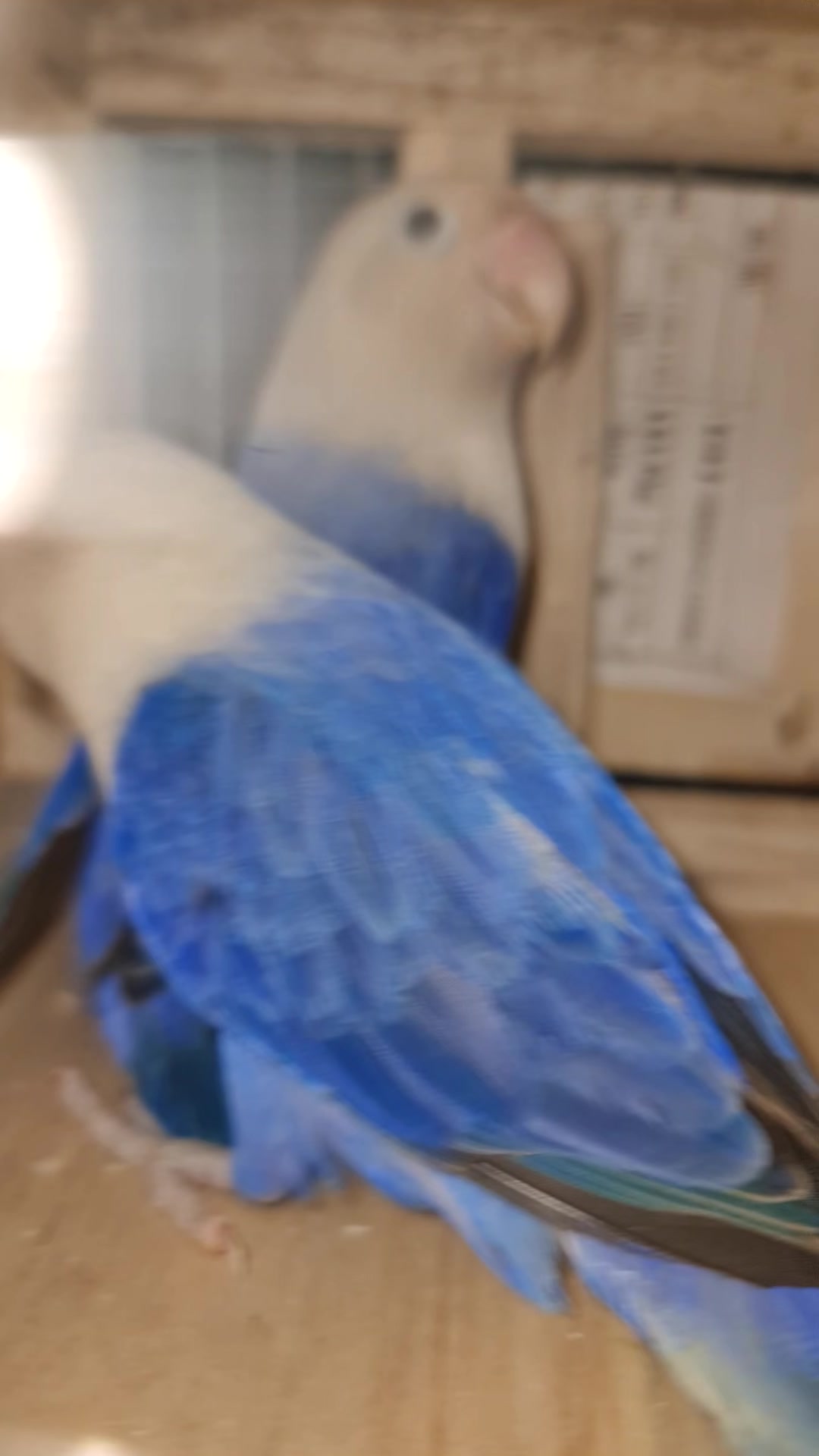 @ROYAL BIRD US
