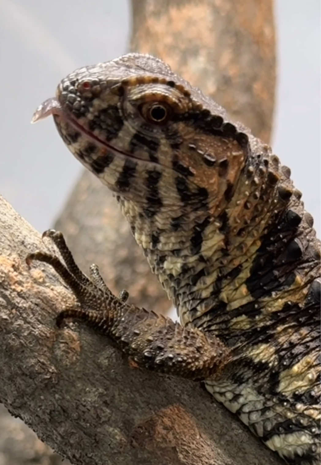 @HerpTime