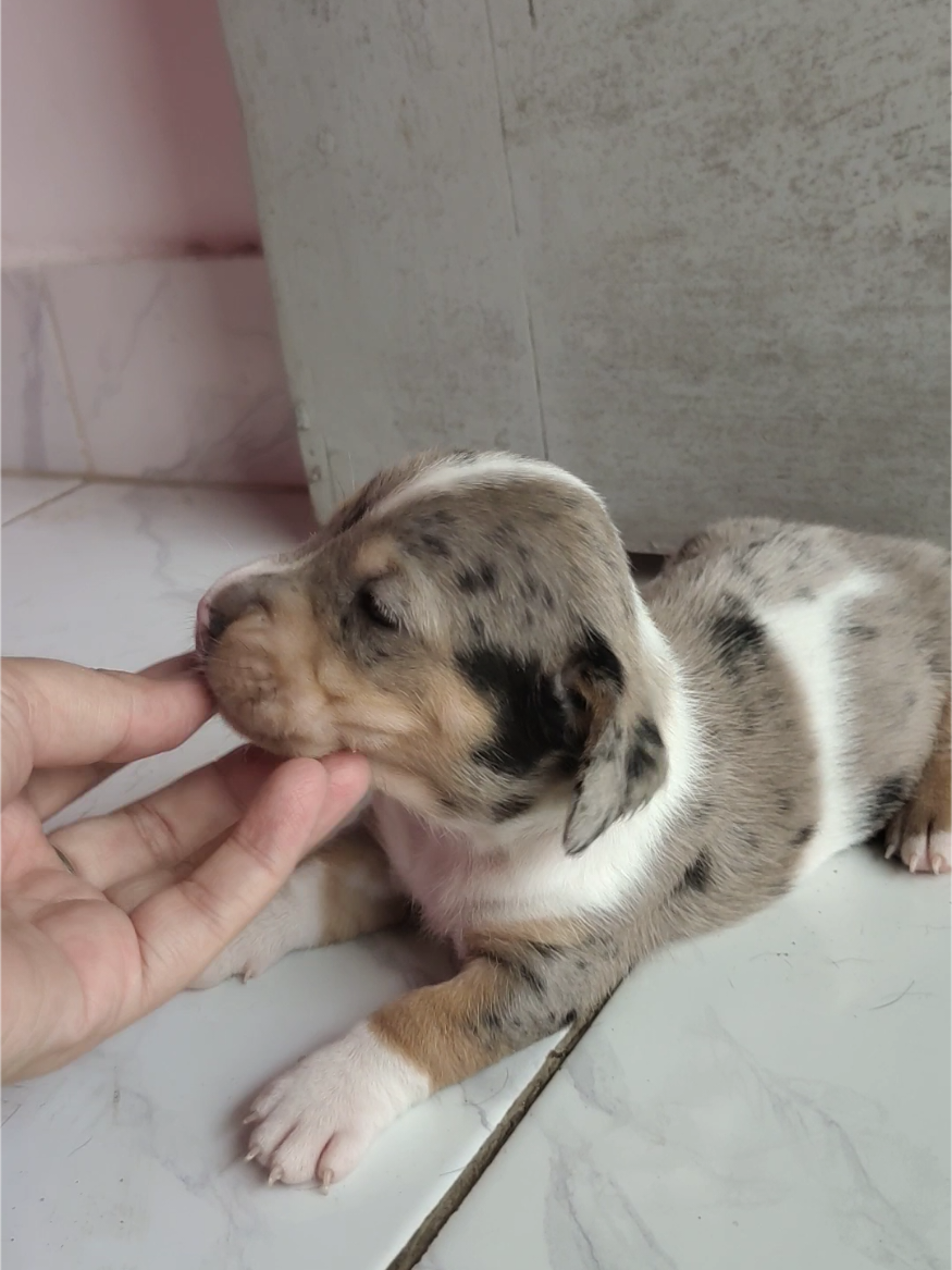 @wuffels