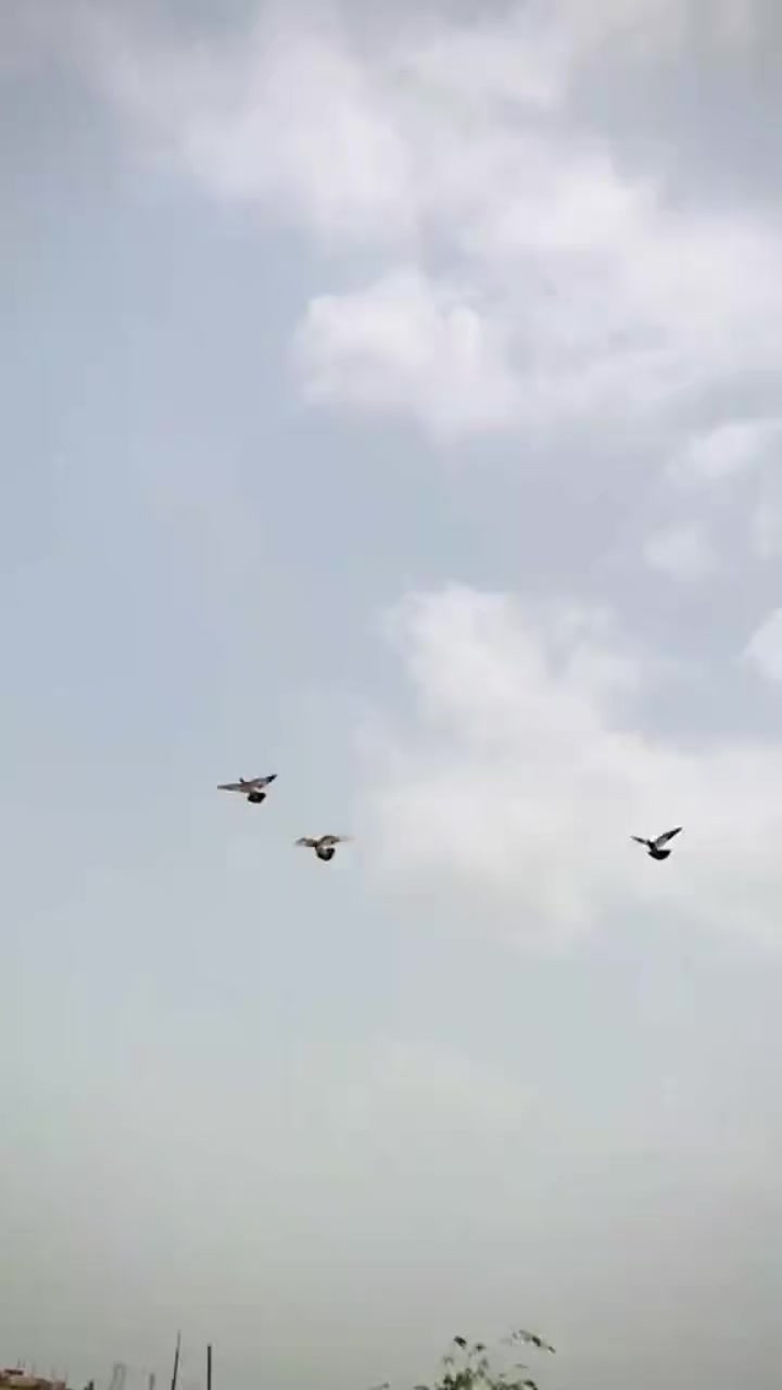 @آپنا شوق کبو تر باز ى