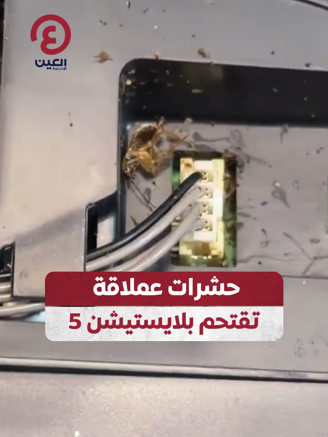@العين الرياضية