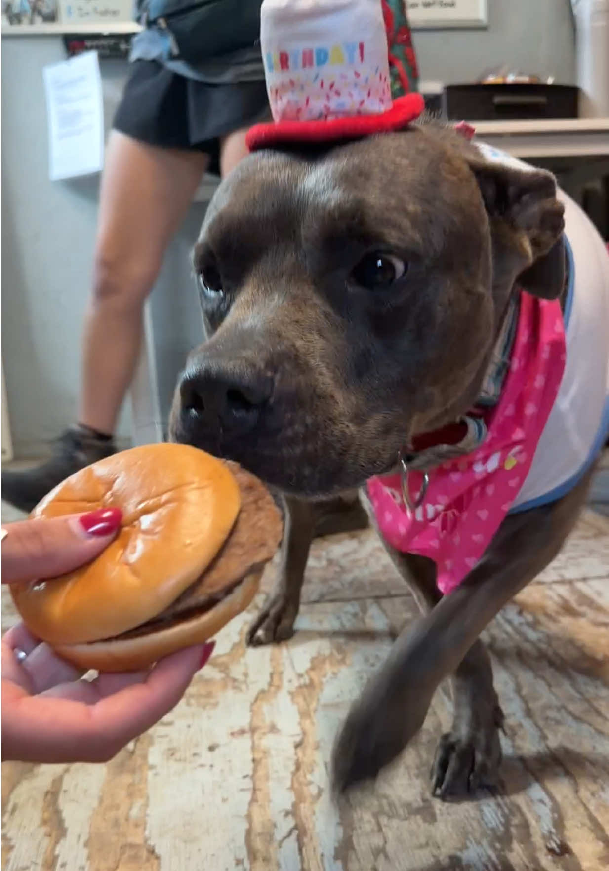 @PAWS Shelter