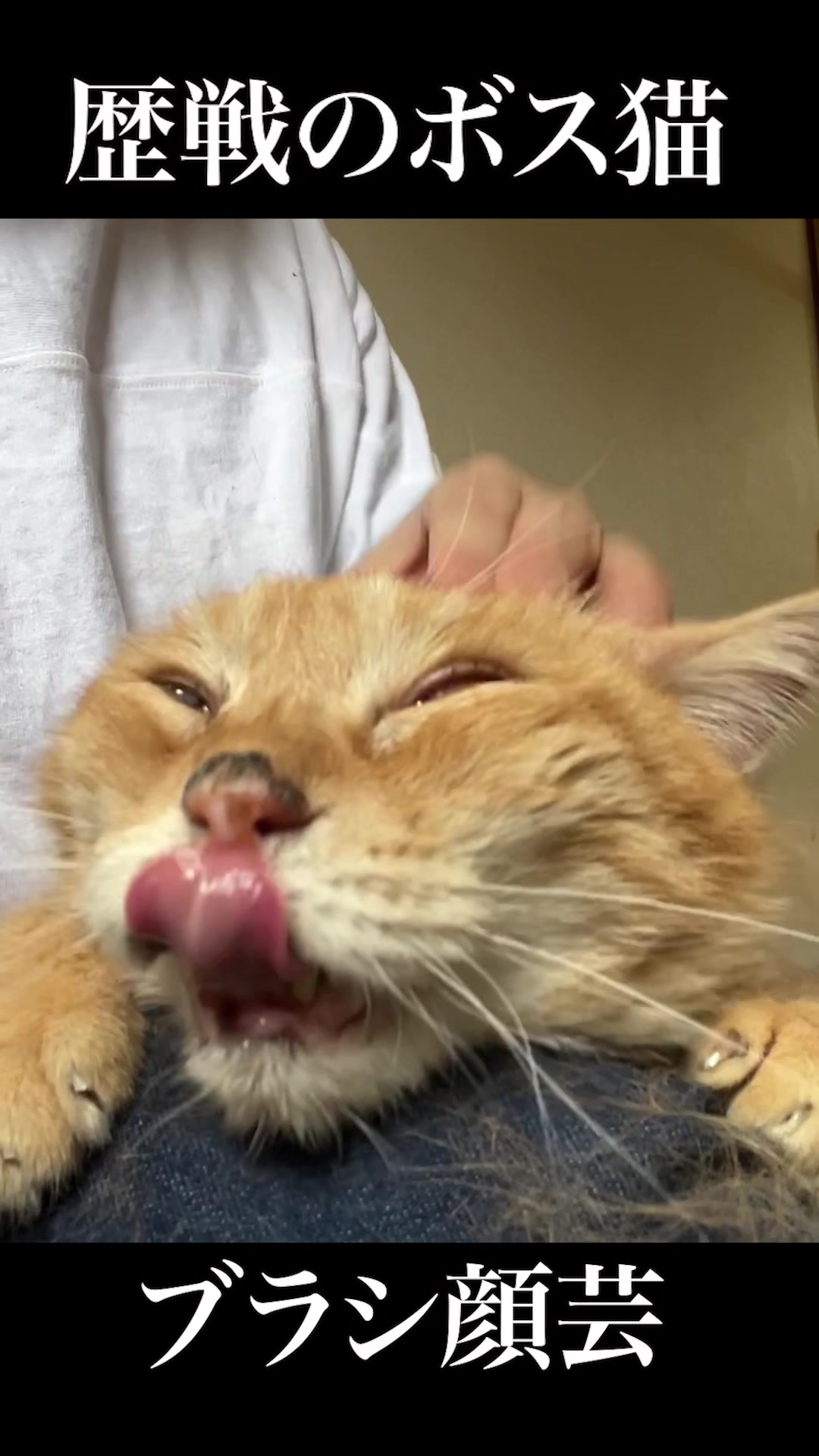 @ねこかます