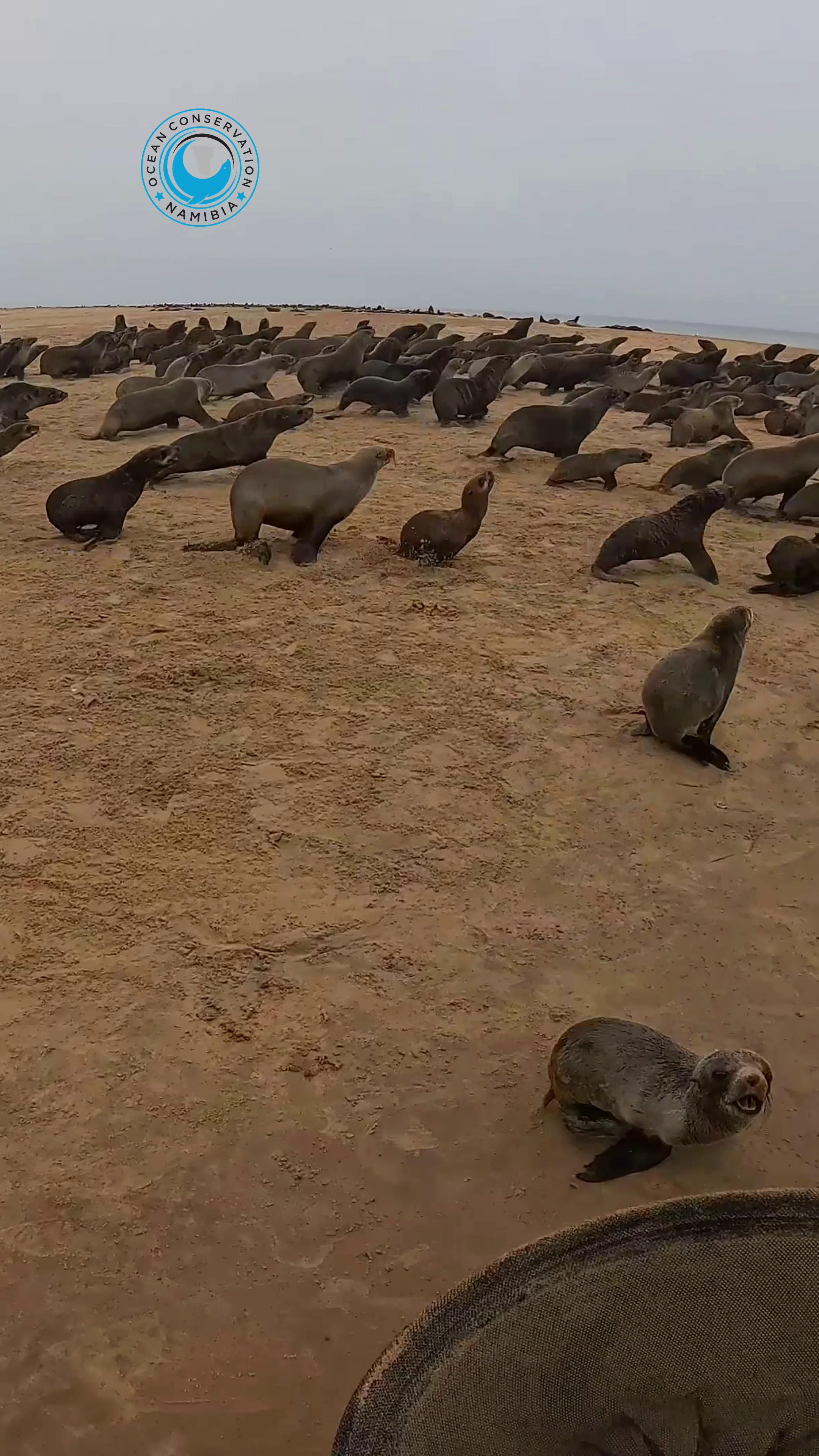 @Ocean Conservation Namibia