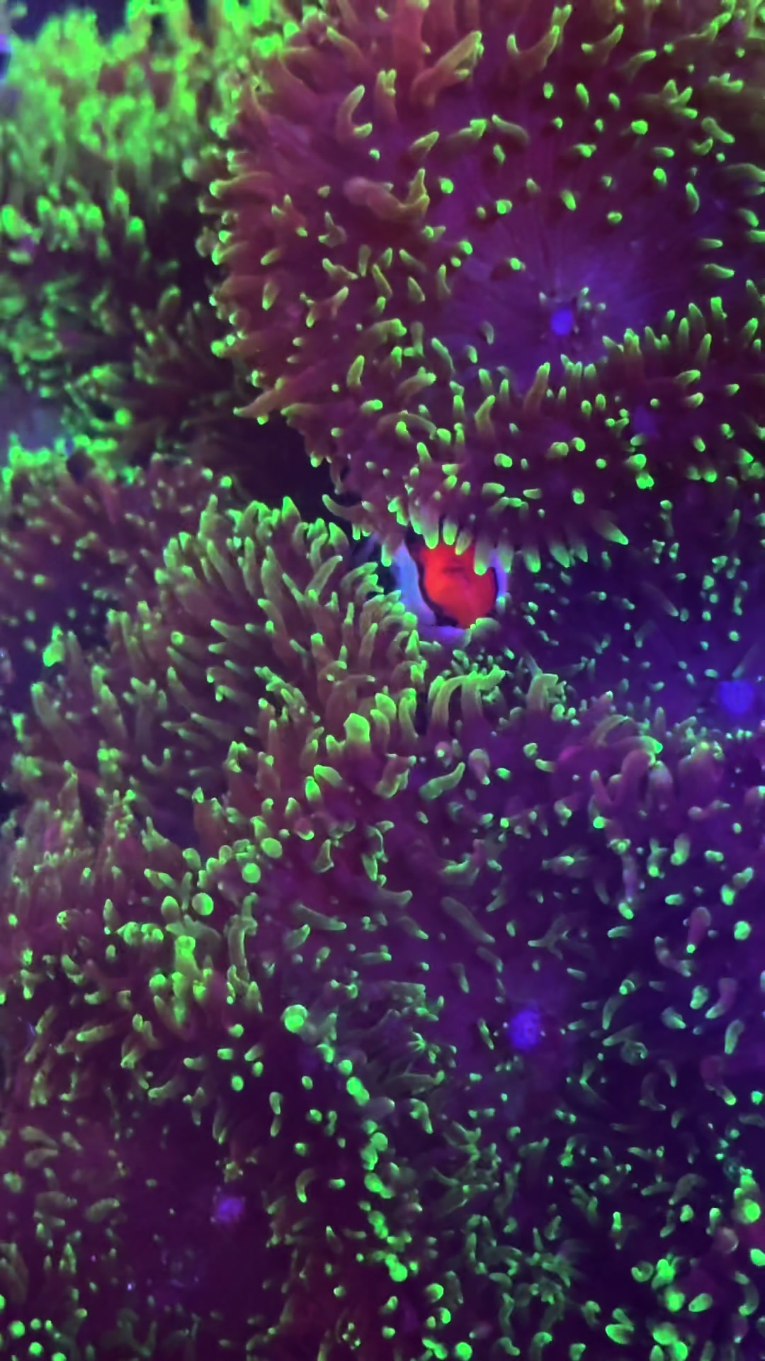 @Palmetto Reef