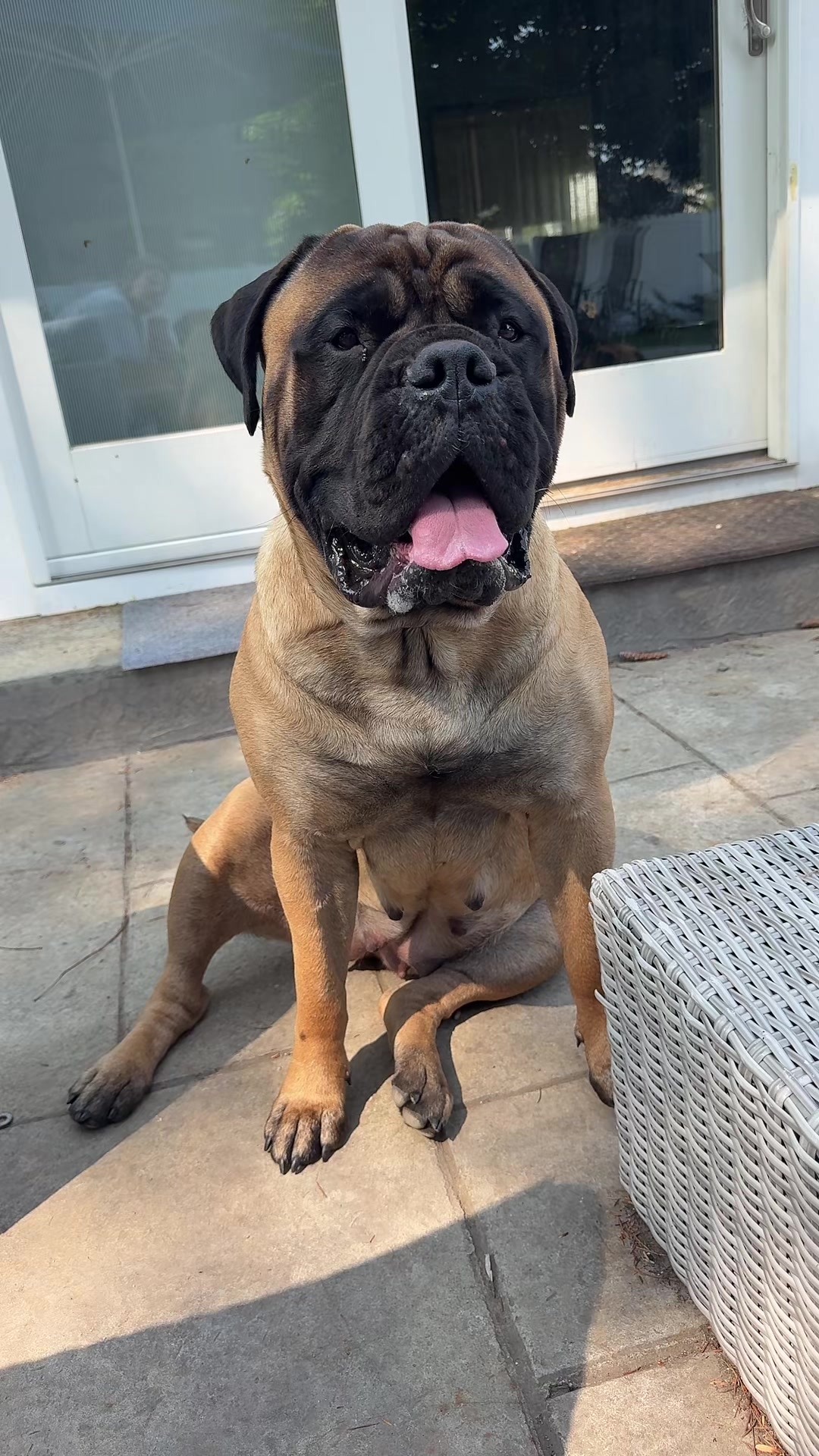 @🐾BullMastiff Mom 🐾💜