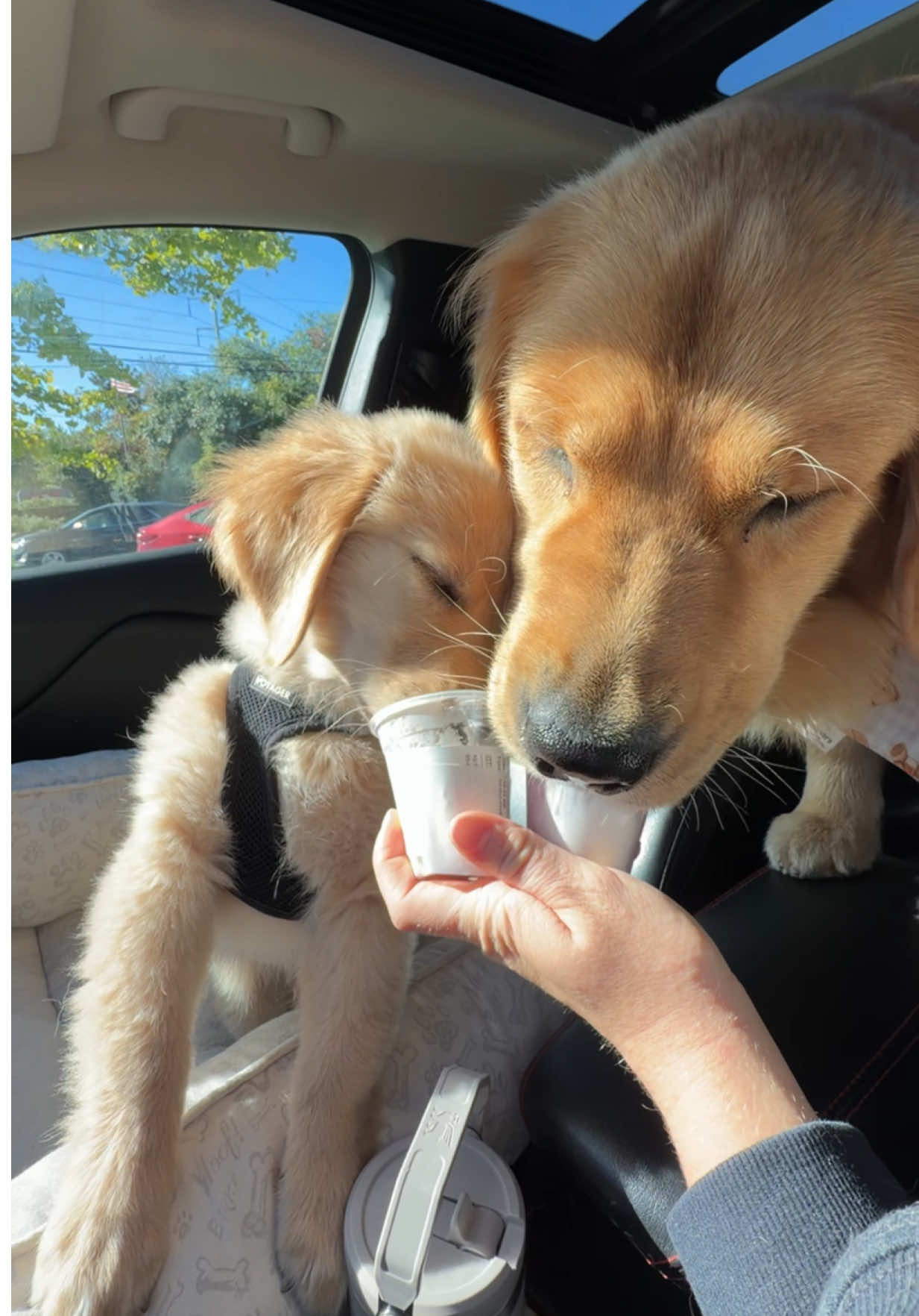 @Teddy & Tucker🐾