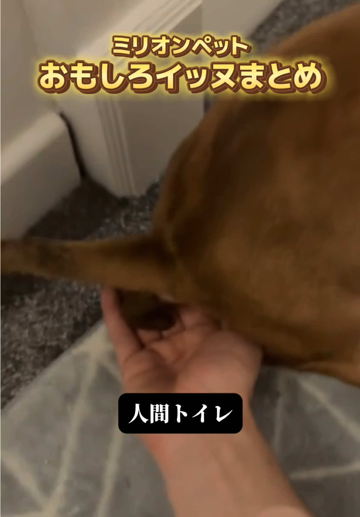 @ミリオンペット