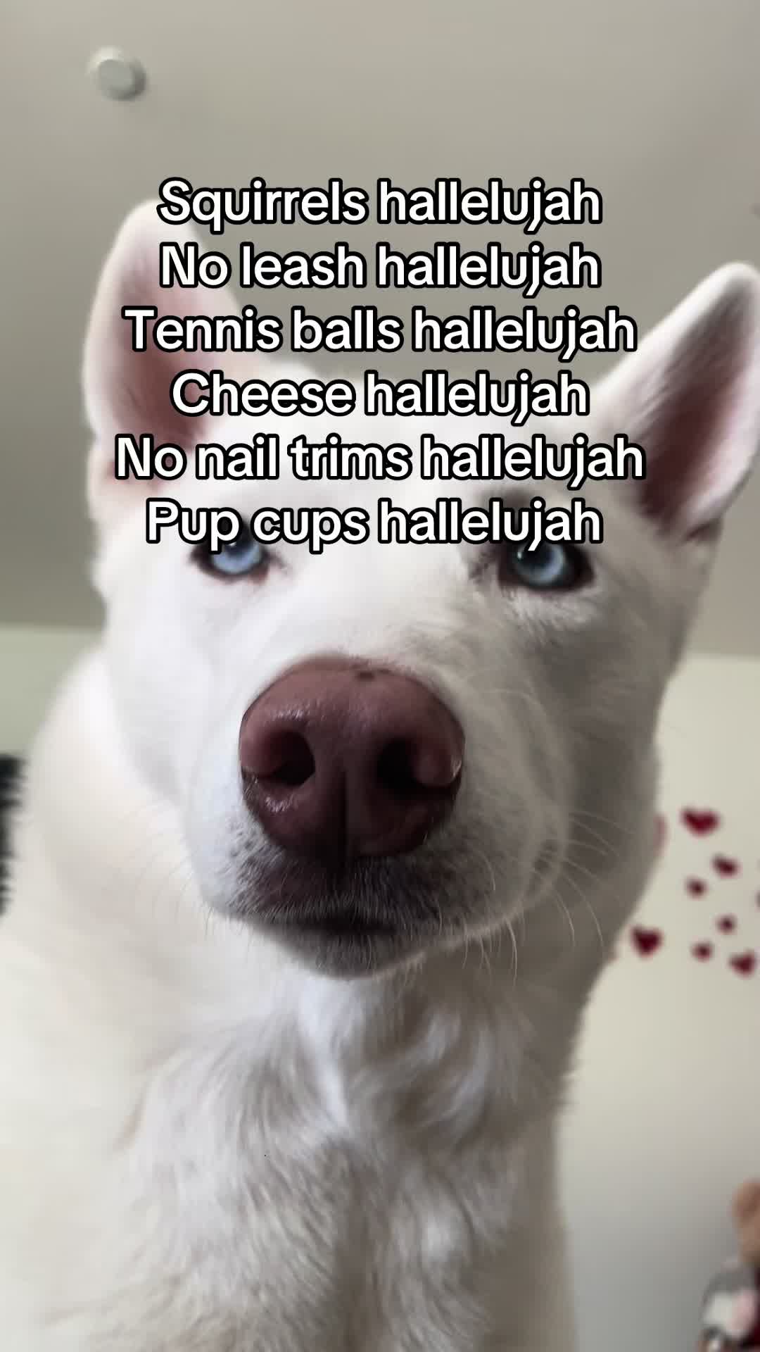 @Erza The Husky