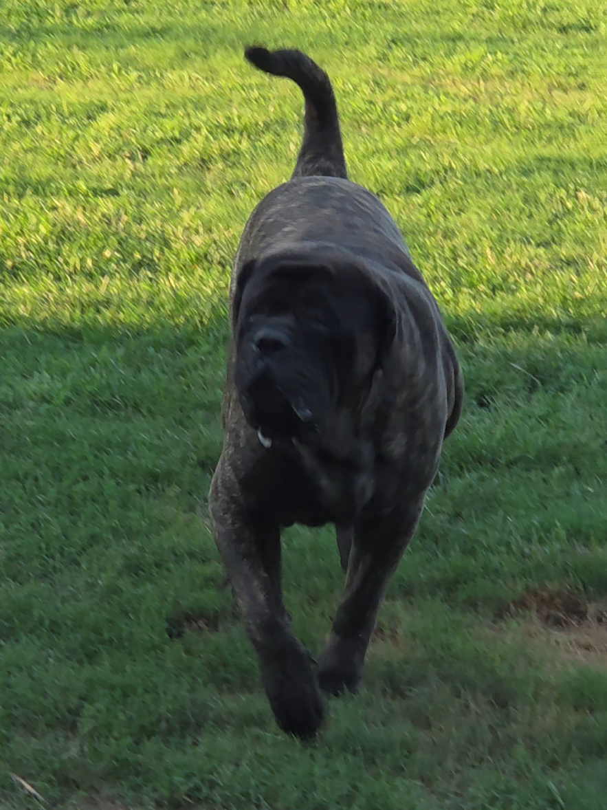 @Big Paw Mastiffs