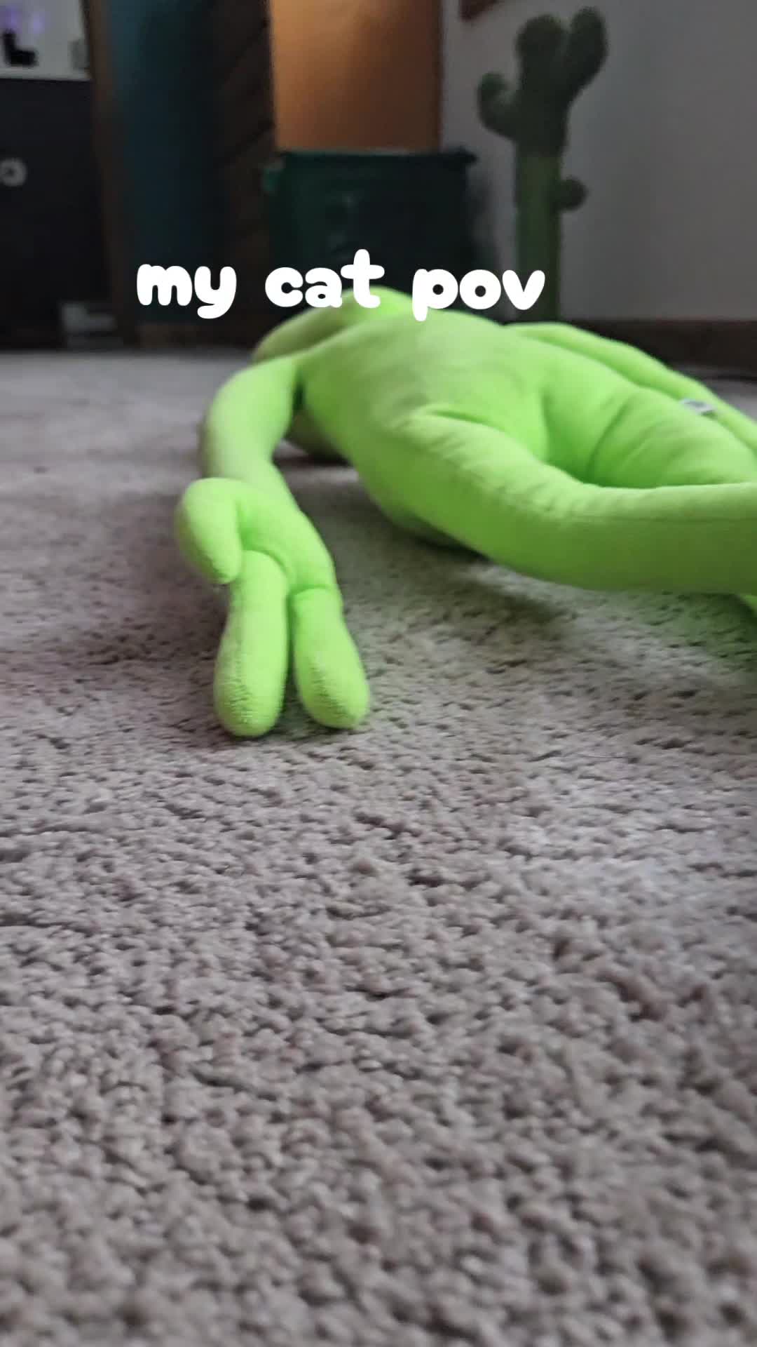 @kitty
