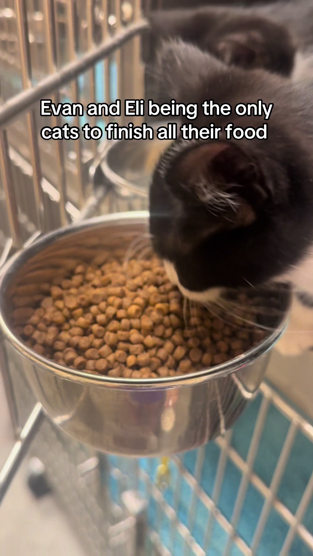 @KittyAngelRescue