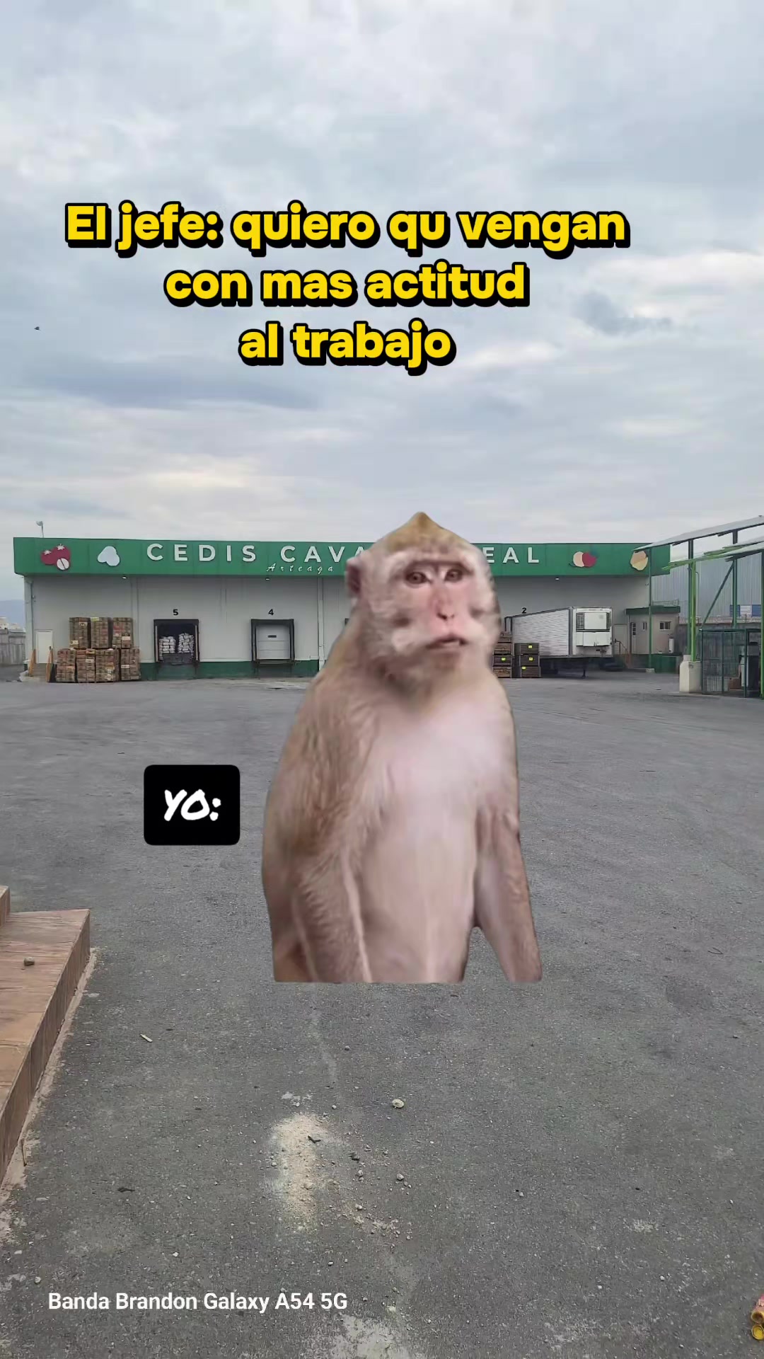 @Banda Brandon