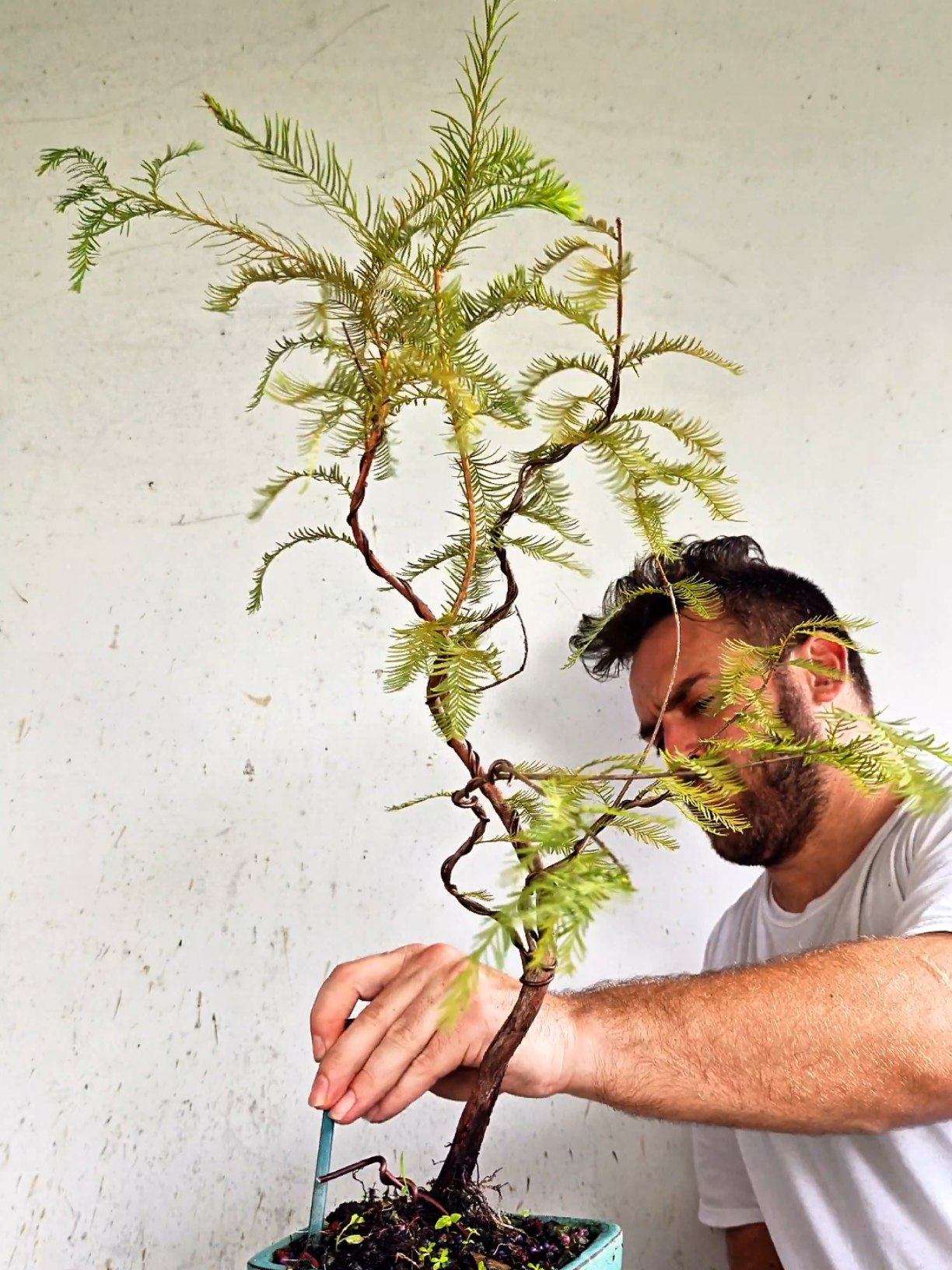 @Bryan Loves Bonsai