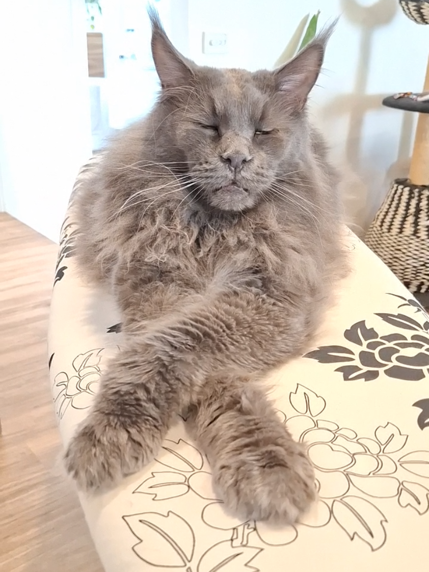 @Ragnar the Maine Coon 🐈