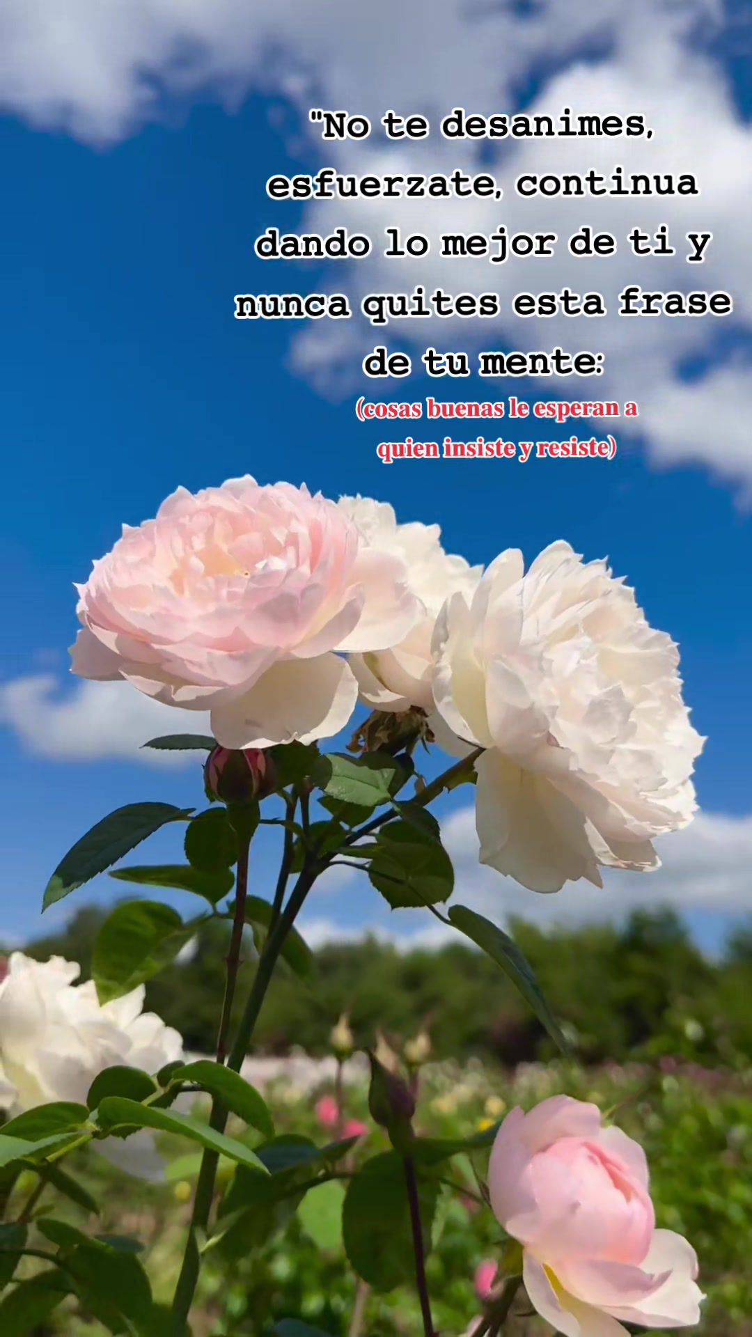 @Rebë🍒