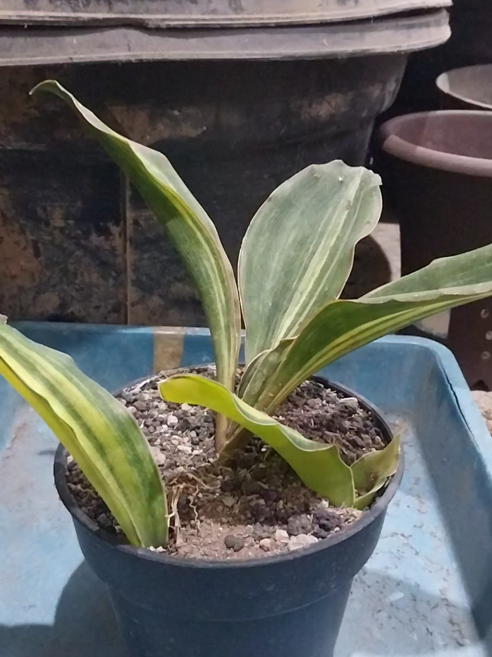 @AmeNursery