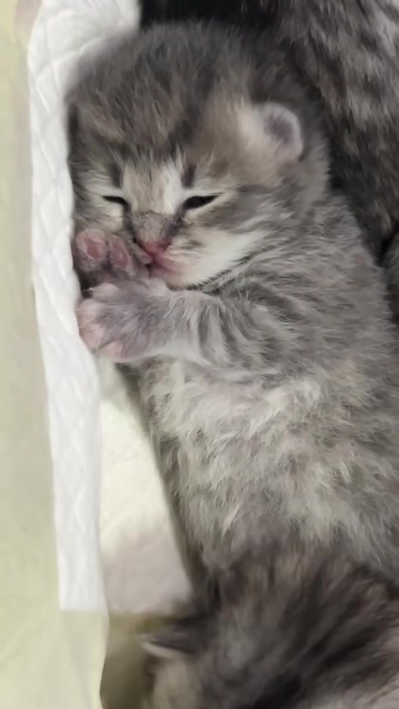 @catbosssss