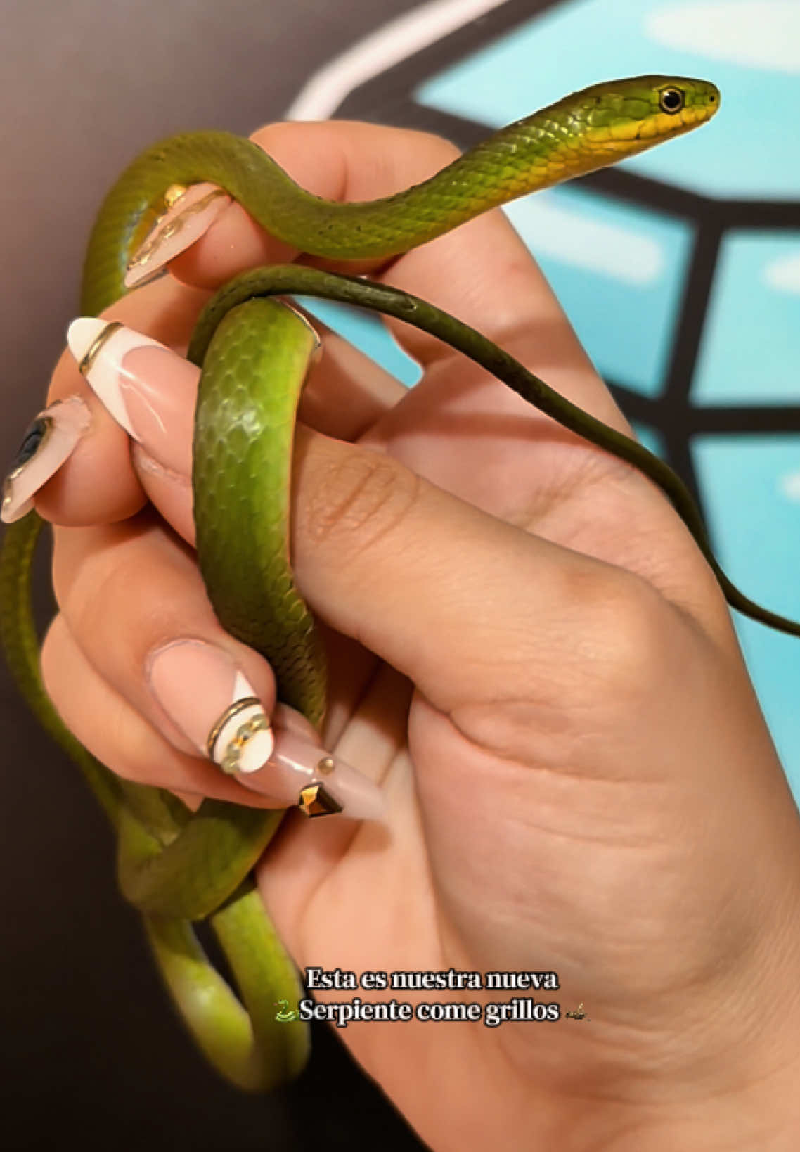 @Ibonne  Guzm&aacute;n 💎🐍