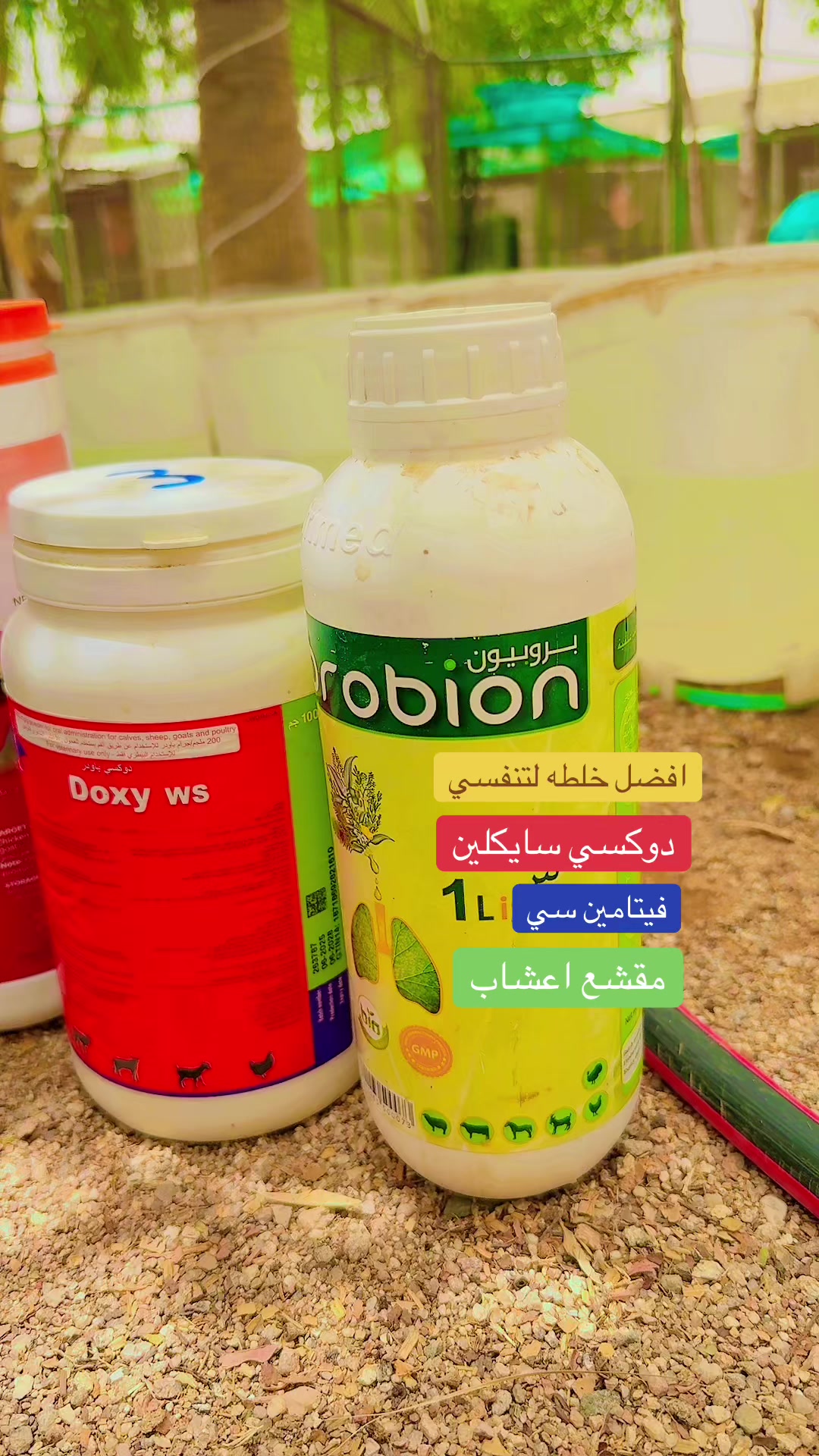 @نوادر الدجاج الزينه