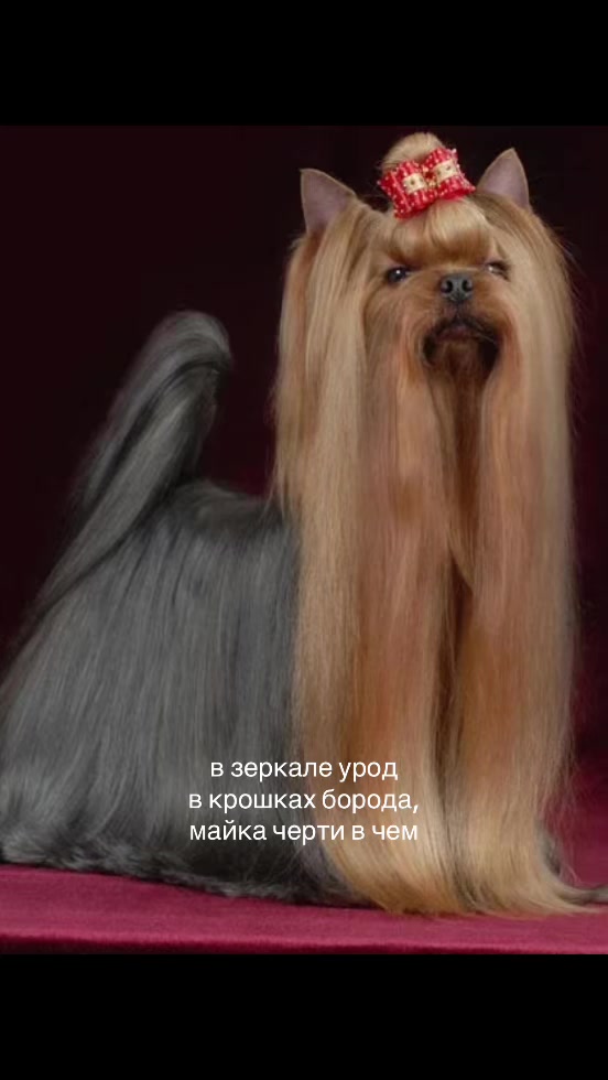 @Собака Евик🐾